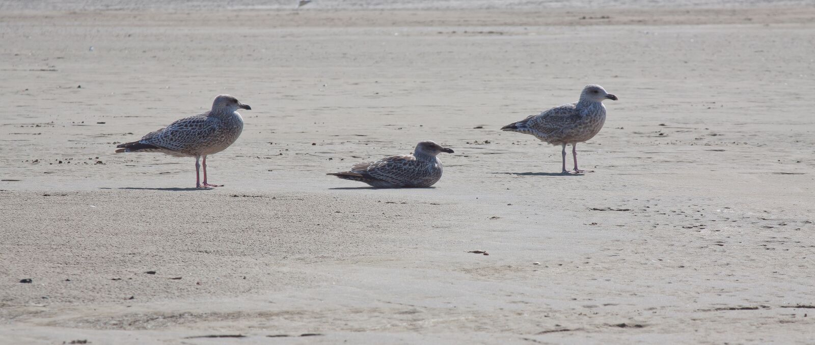 Canon EOS 50D + Canon EF 24-105mm F4L IS USM sample photo. Gulls, bird, beach photography