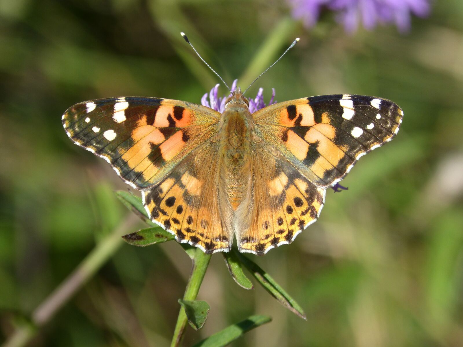 Panasonic DMC-FZ62 sample photo. Vanesa from thistles, butterfly photography