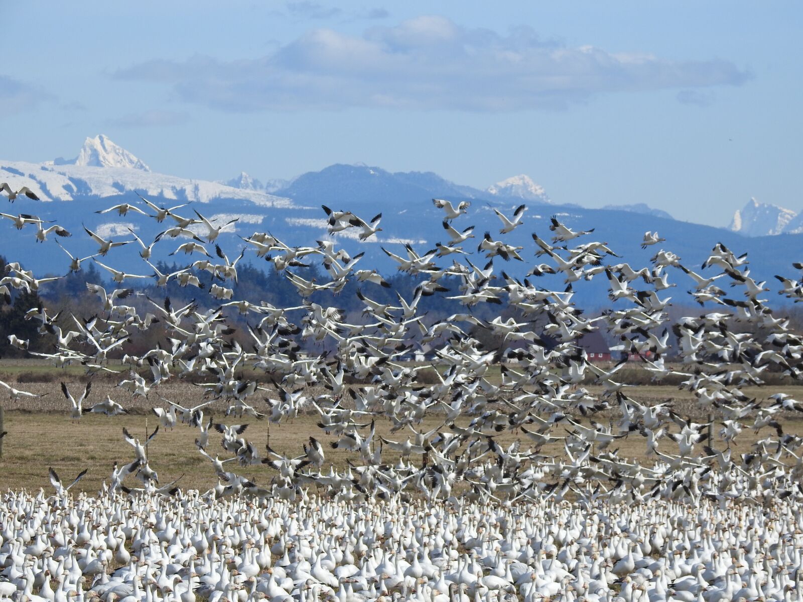 Nikon Coolpix P900 sample photo. Geese, migration, flying photography