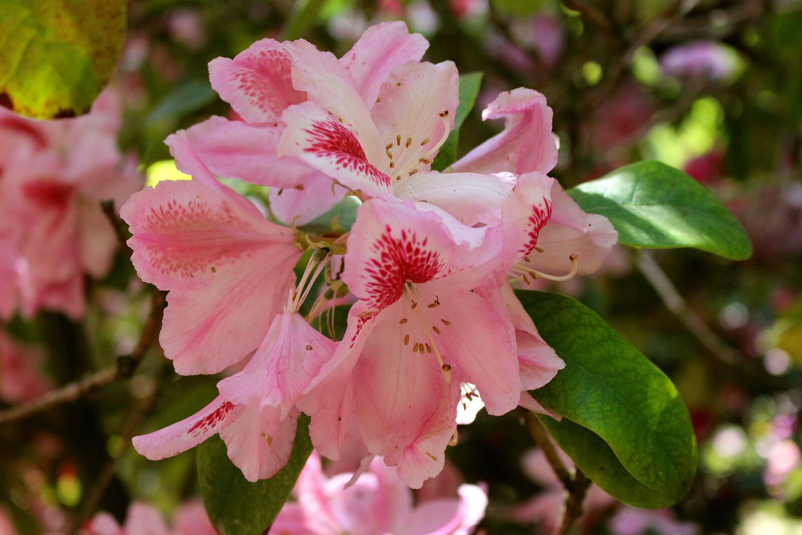 Canon EOS 700D (EOS Rebel T5i / EOS Kiss X7i) sample photo. Rhododendron, blossom, bloom photography
