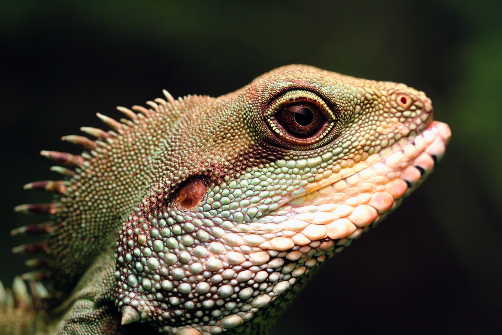 Canon EOS 550D (EOS Rebel T2i / EOS Kiss X4) sample photo. Chinese water dragon, green photography