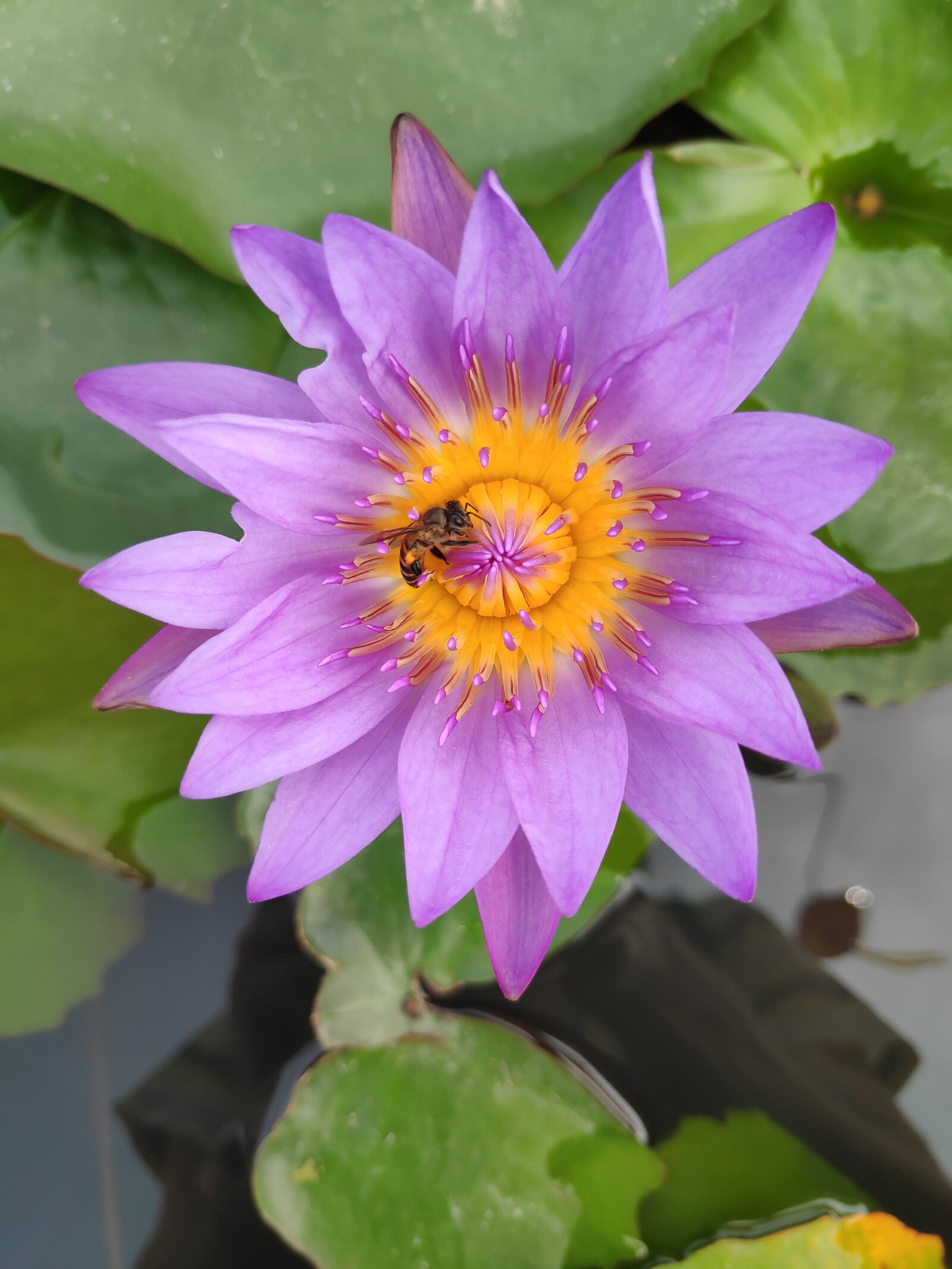 Xiaomi POCO F1 sample photo. Water lily, aquatic plant photography