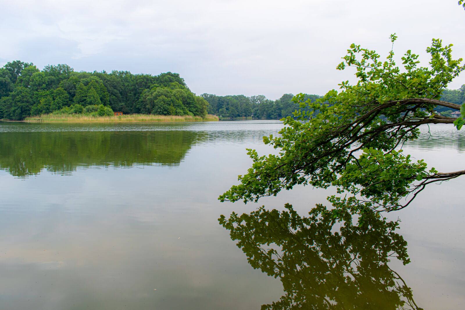 Nikon D5300 sample photo. Lake, waters, branch photography