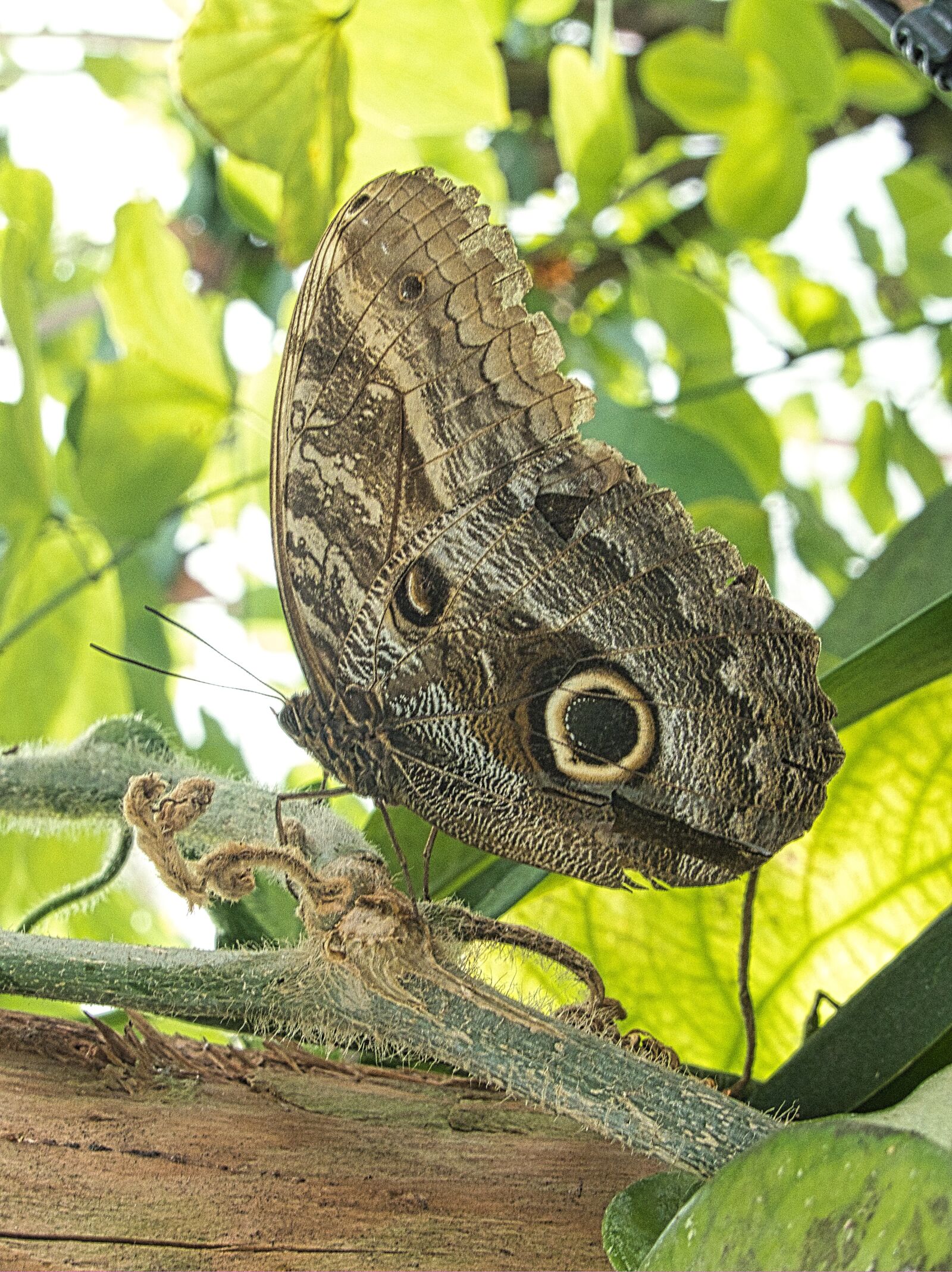 Panasonic Lumix DMC-FZ300 sample photo. Butterfly, nature, wing photography