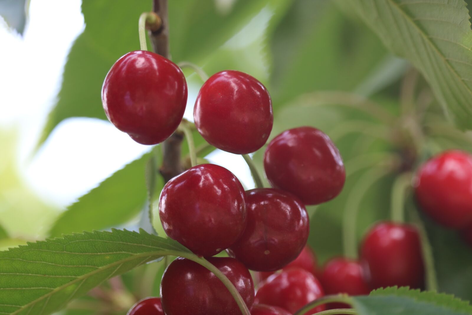 Canon EOS 750D (EOS Rebel T6i / EOS Kiss X8i) sample photo. Cherry, leaves, green photography