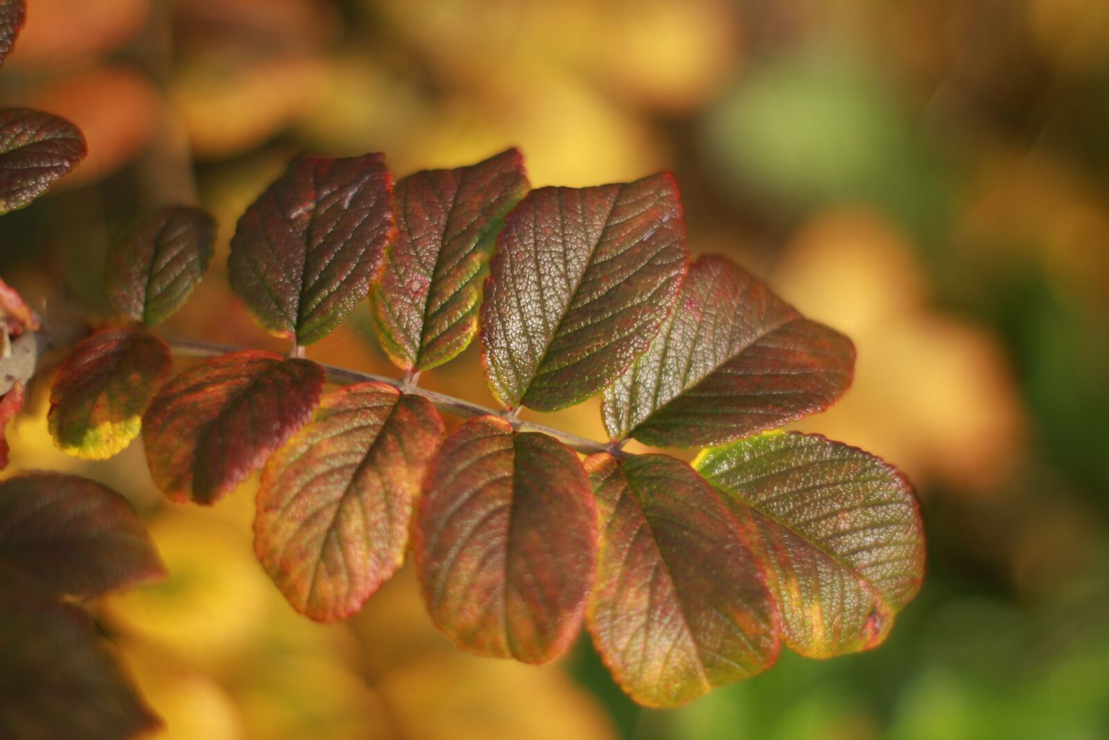 Canon EOS 1200D (EOS Rebel T5 / EOS Kiss X70 / EOS Hi) sample photo. Sheet, autumn, rose hip photography