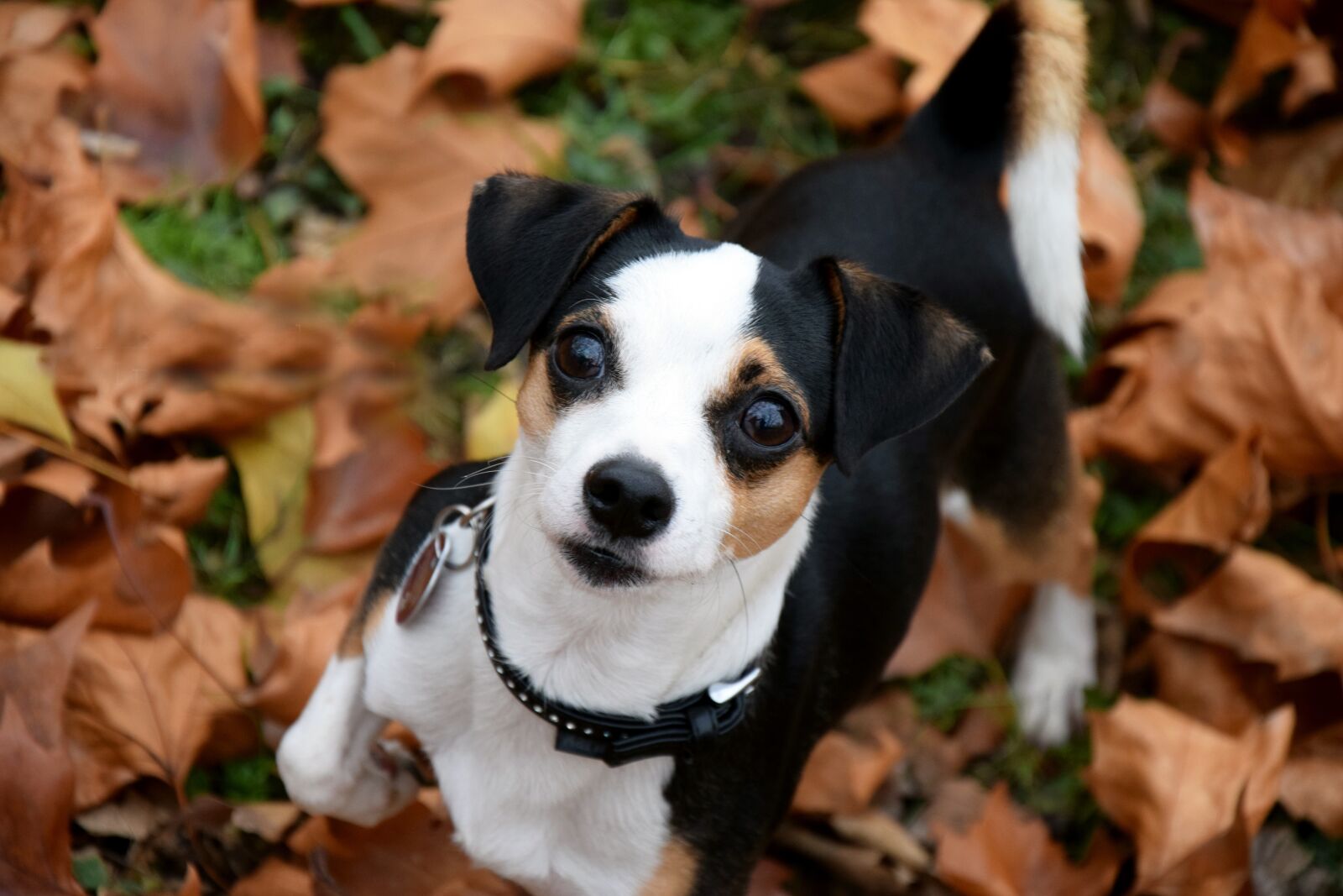 Nikon D3300 sample photo. Dog, small, autumn photography