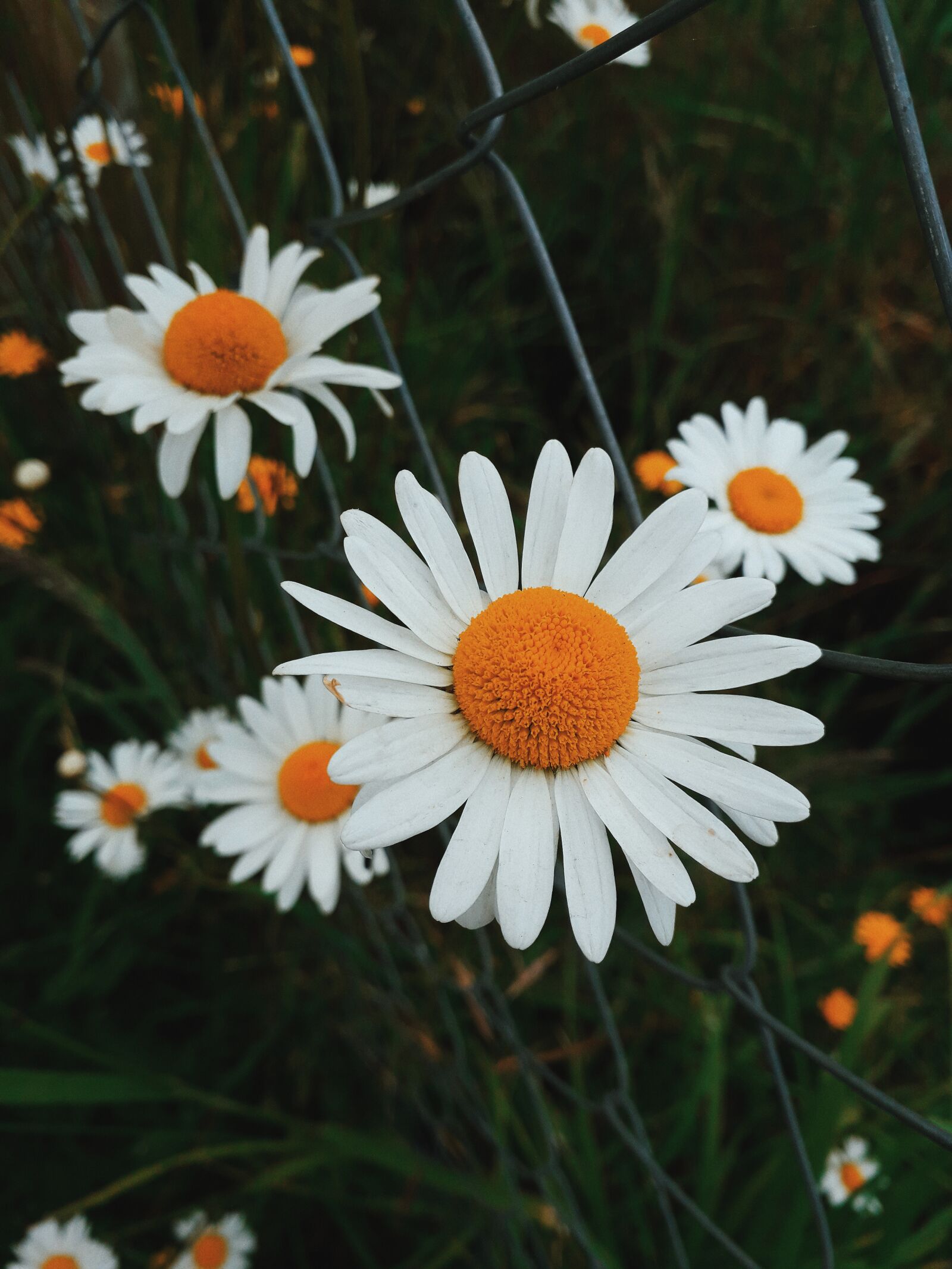 Samsung Galaxy J6 sample photo. Flower, nature, white photography