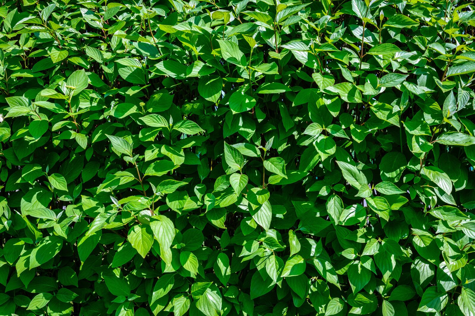Nikon D7100 sample photo. Hedge, garden, leaf photography
