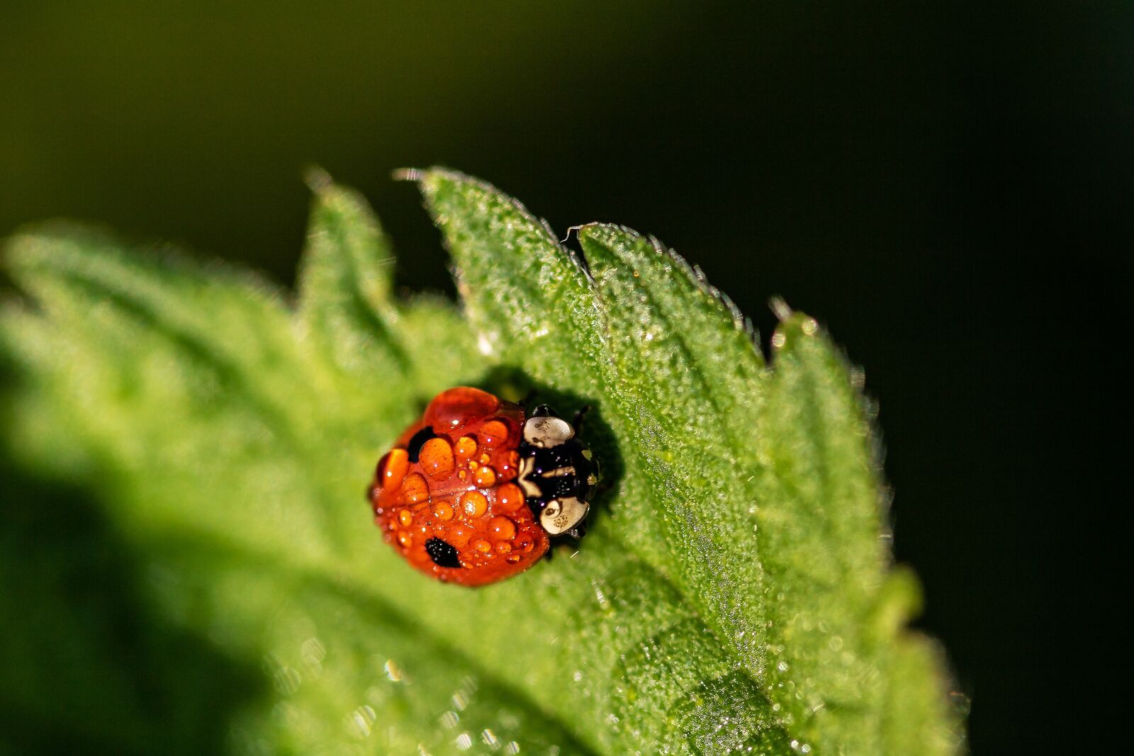 Canon EOS 750D (EOS Rebel T6i / EOS Kiss X8i) sample photo. Two-point-ladybug, two-point, adalia bipunctata photography