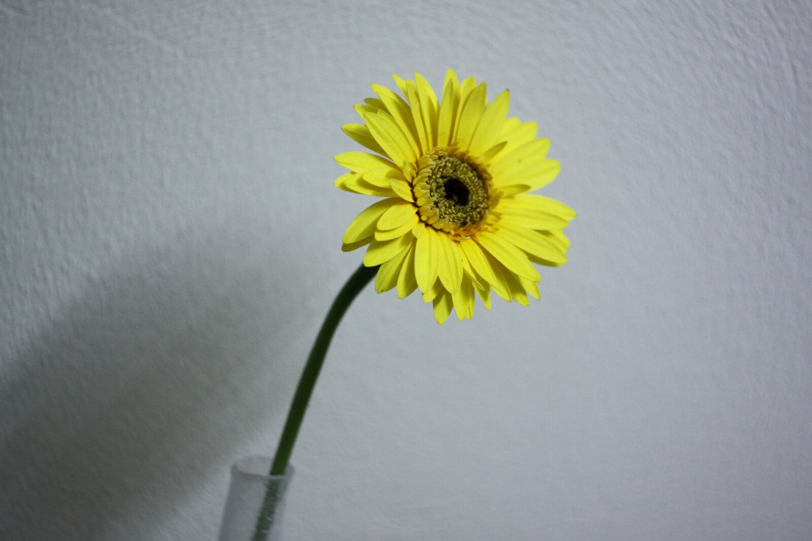 Canon EOS 50D sample photo. Garden, summer, flower photography