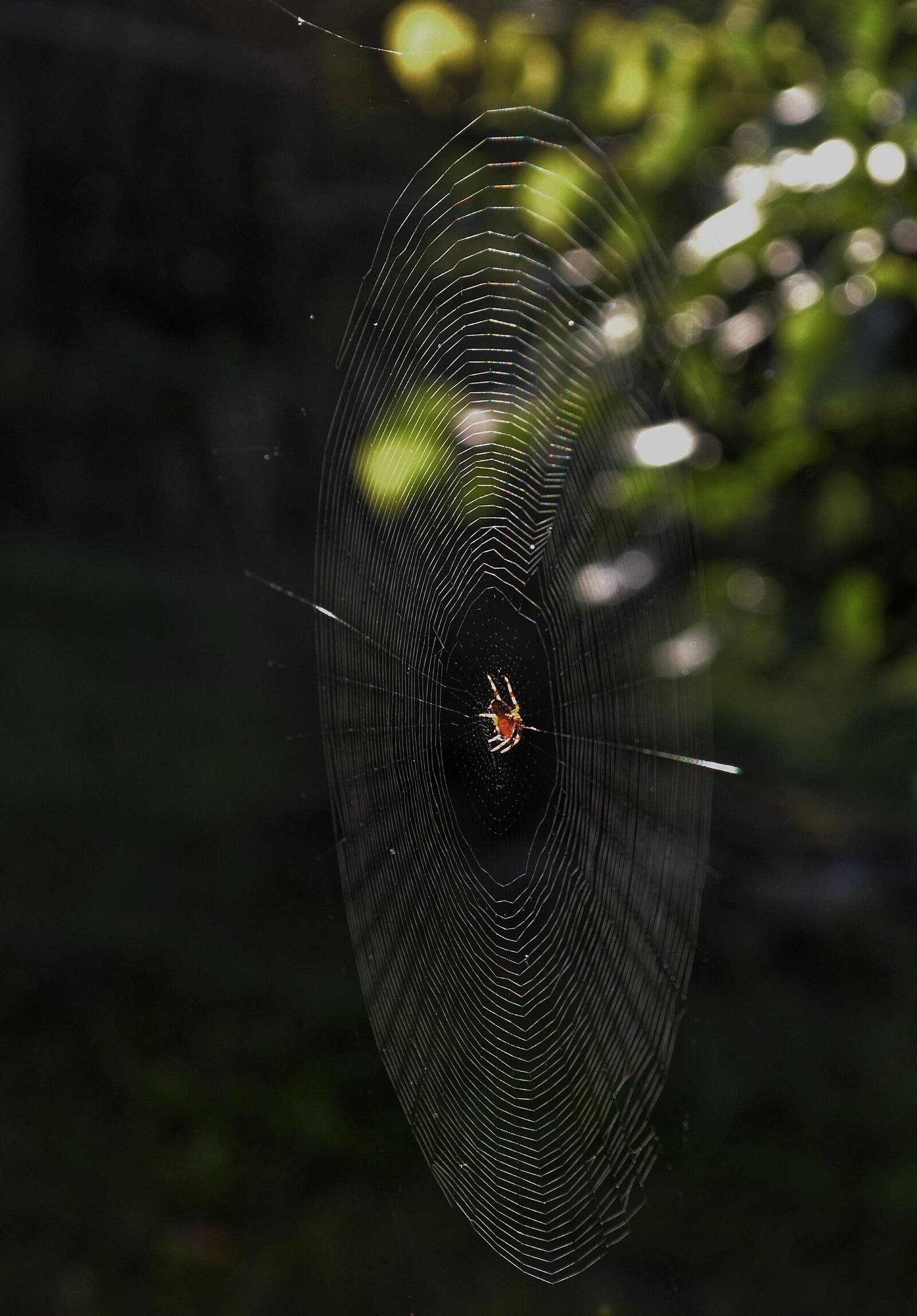 Nikon D3100 sample photo. Web, spider, nature photography