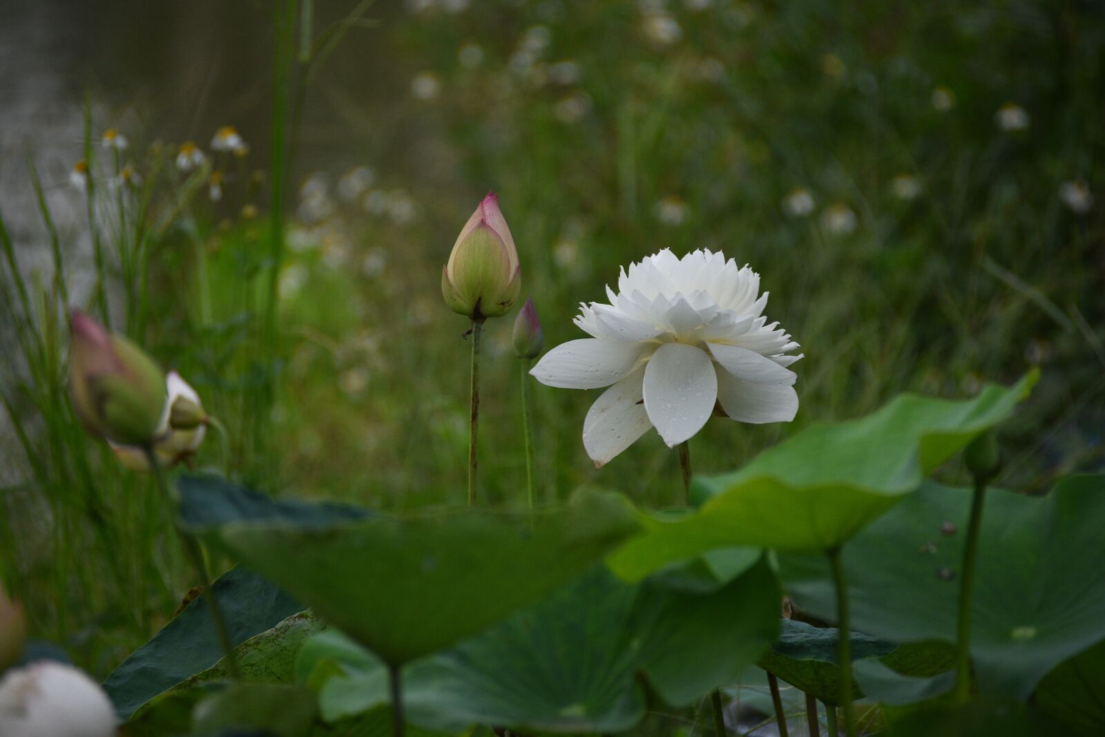 Nikon D7200 sample photo. Lotus, pond, lake photography