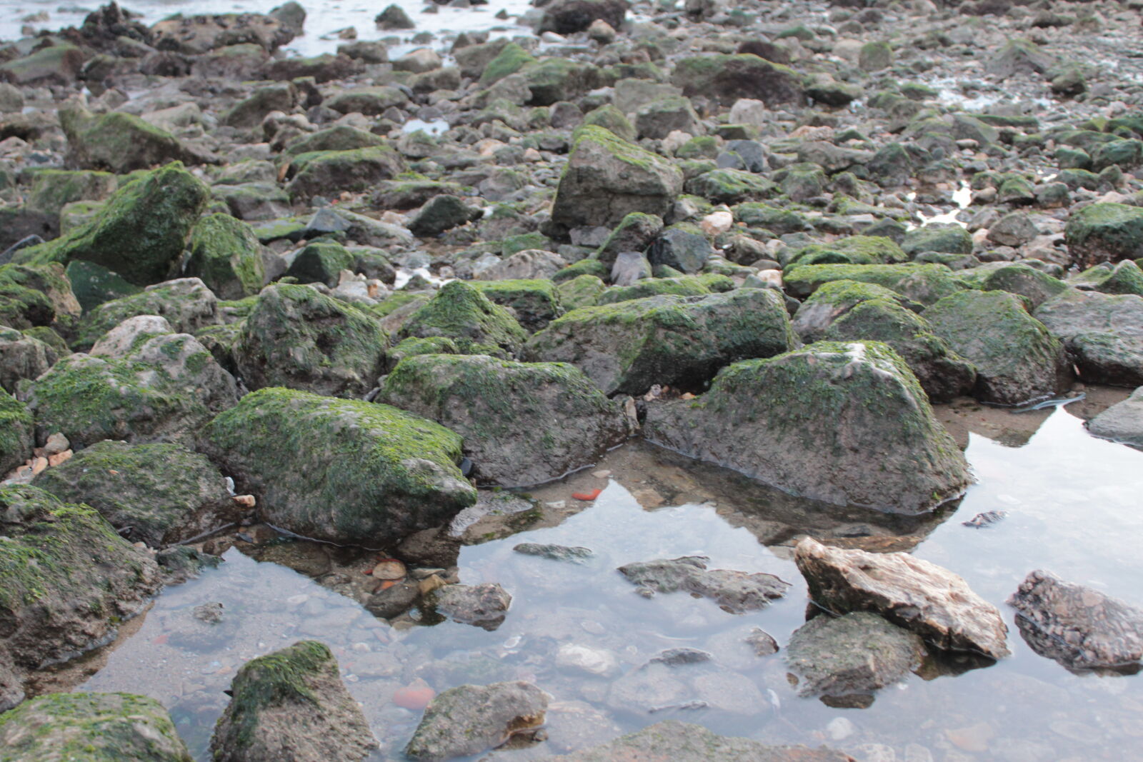 Canon EOS 550D (EOS Rebel T2i / EOS Kiss X4) sample photo. Moss, reflections, rocks photography