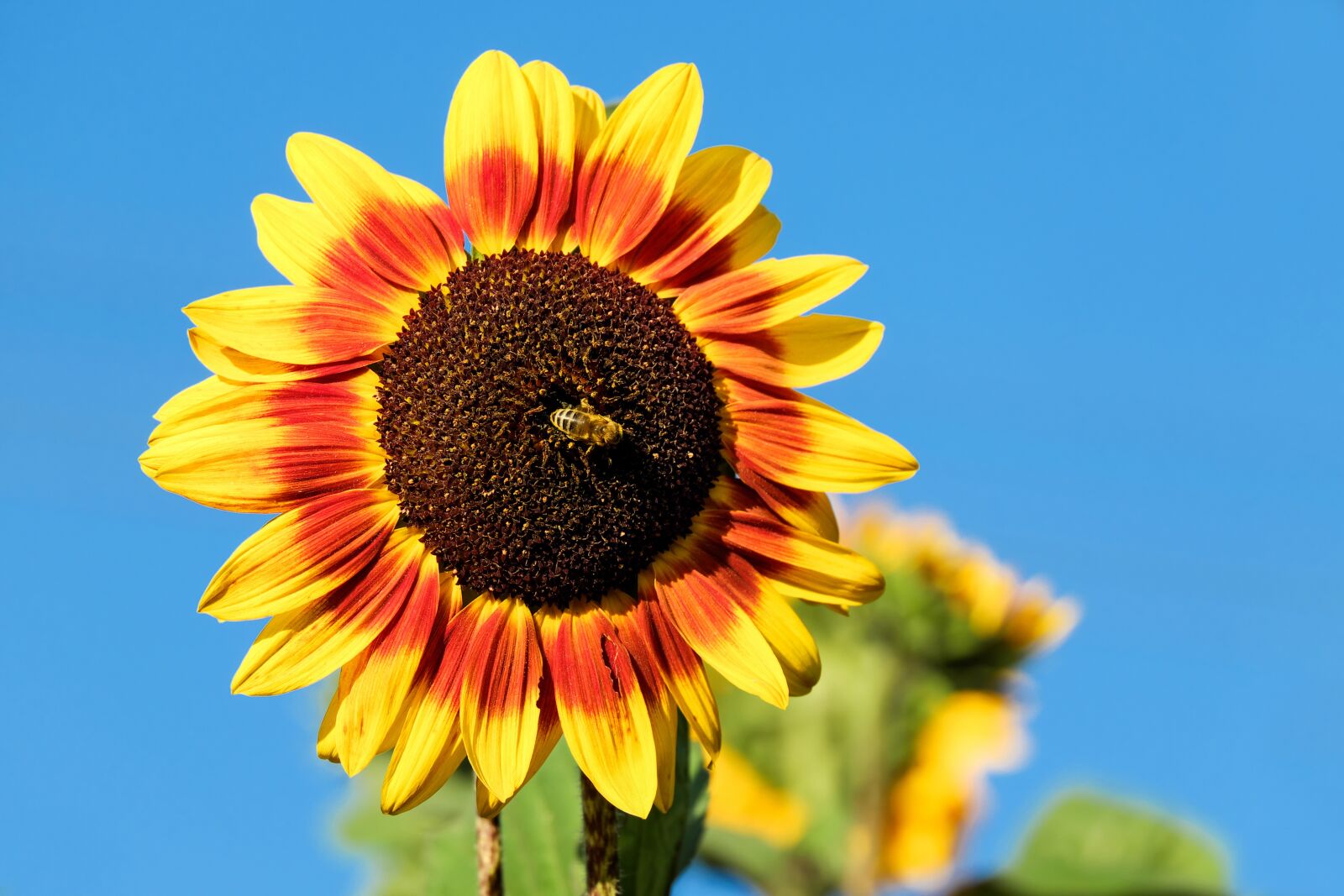 Fujifilm X-T10 + Fujifilm XC 50-230mm F4.5-6.7 OIS sample photo. Sunflower, flower, bloom photography