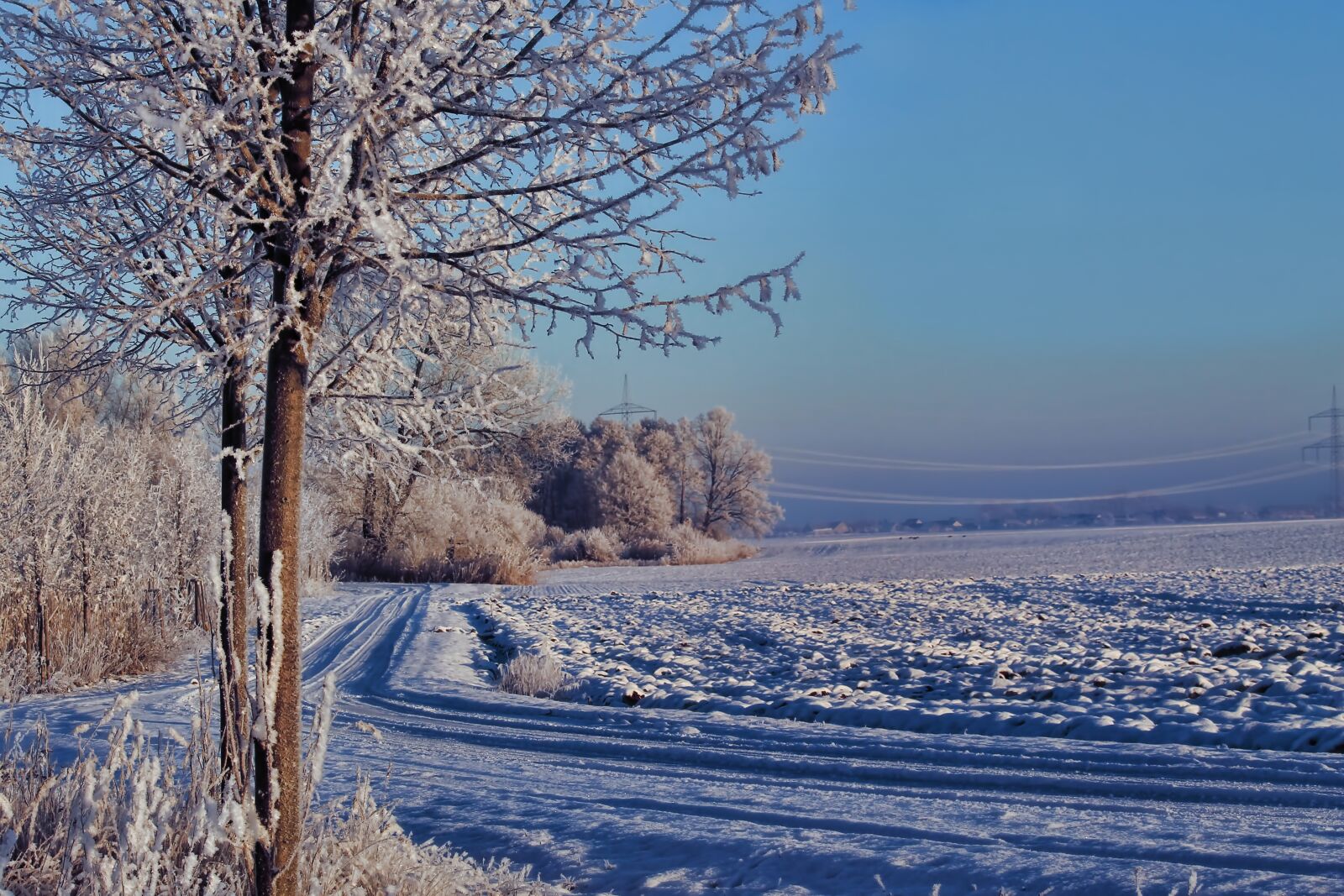 Canon EF-S 55-250mm F4-5.6 IS STM sample photo. Winter, morning sun, trees photography