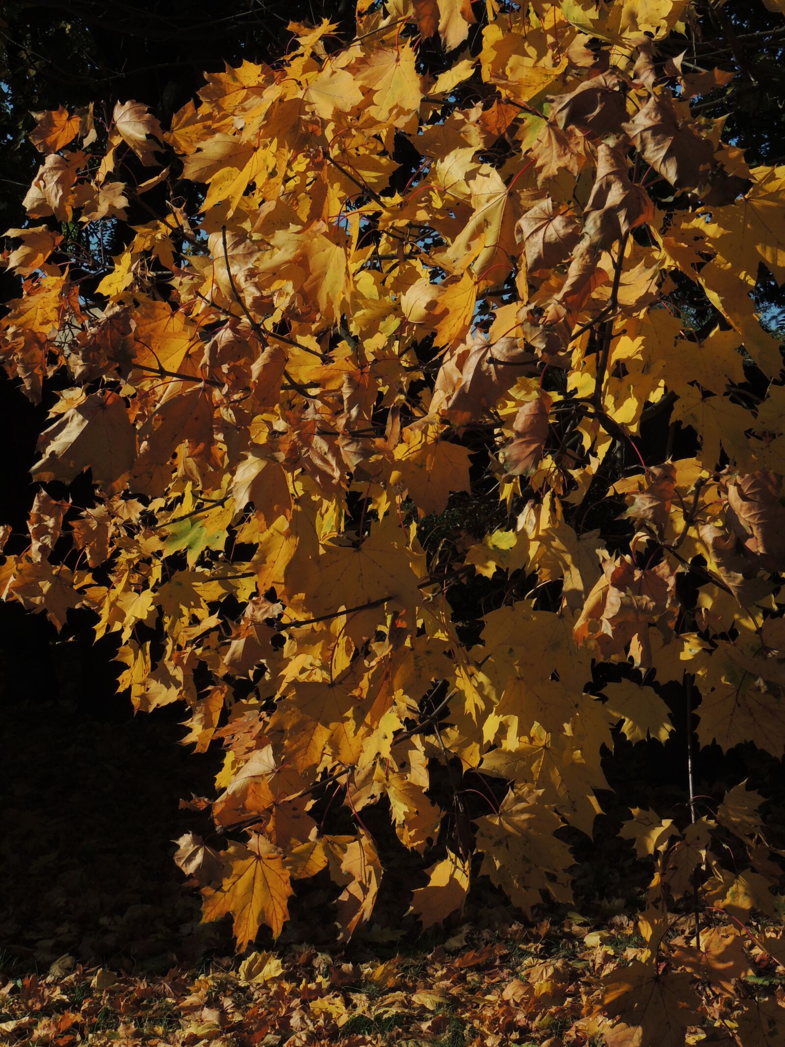 Nikon Coolpix P510 sample photo. Autumn, foliage, autumn gold photography