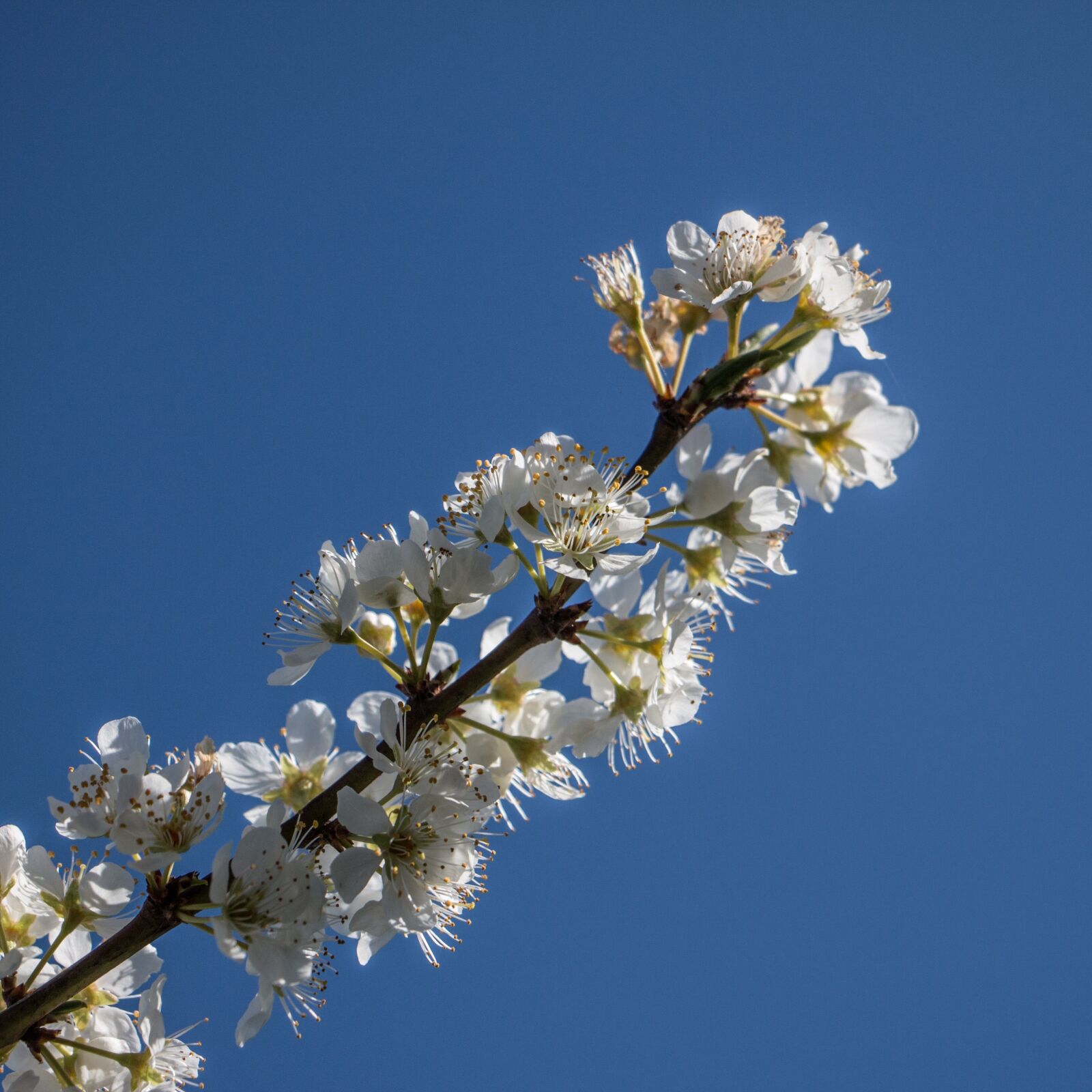Canon EOS 70D sample photo. Flower, yellow, flowers photography