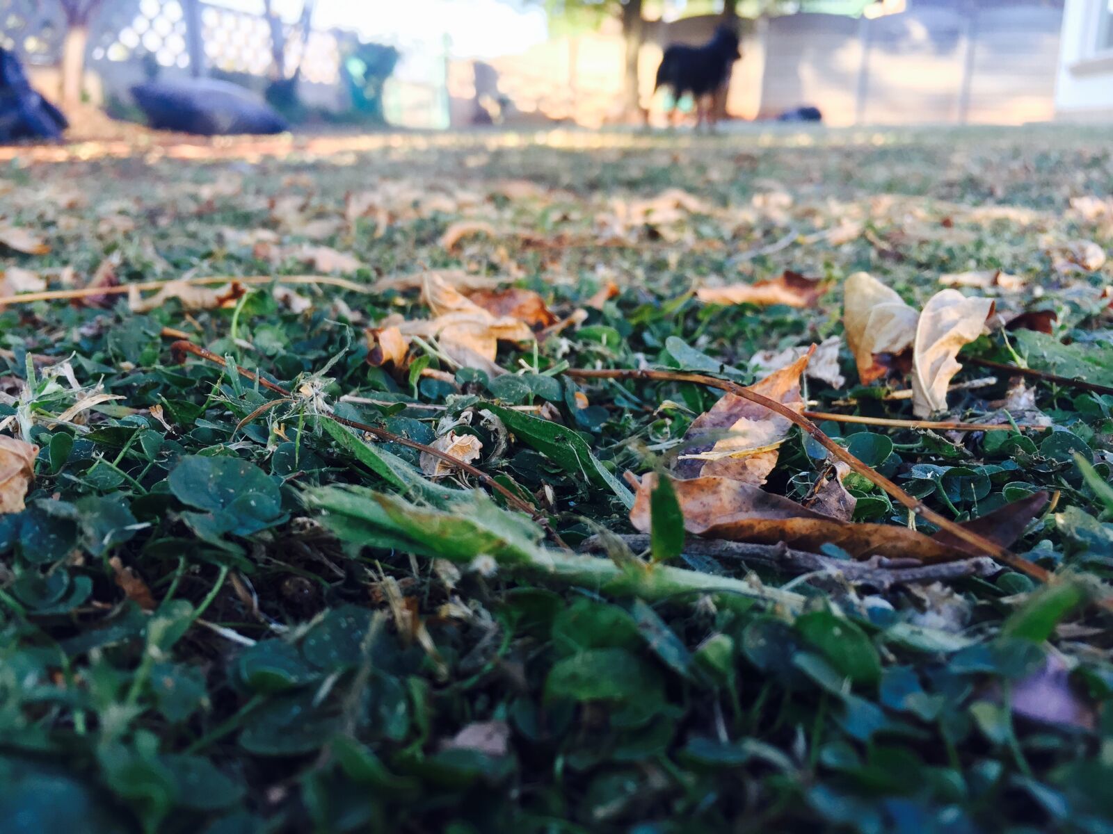 iPhone 6 back camera 4.15mm f/2.2 sample photo