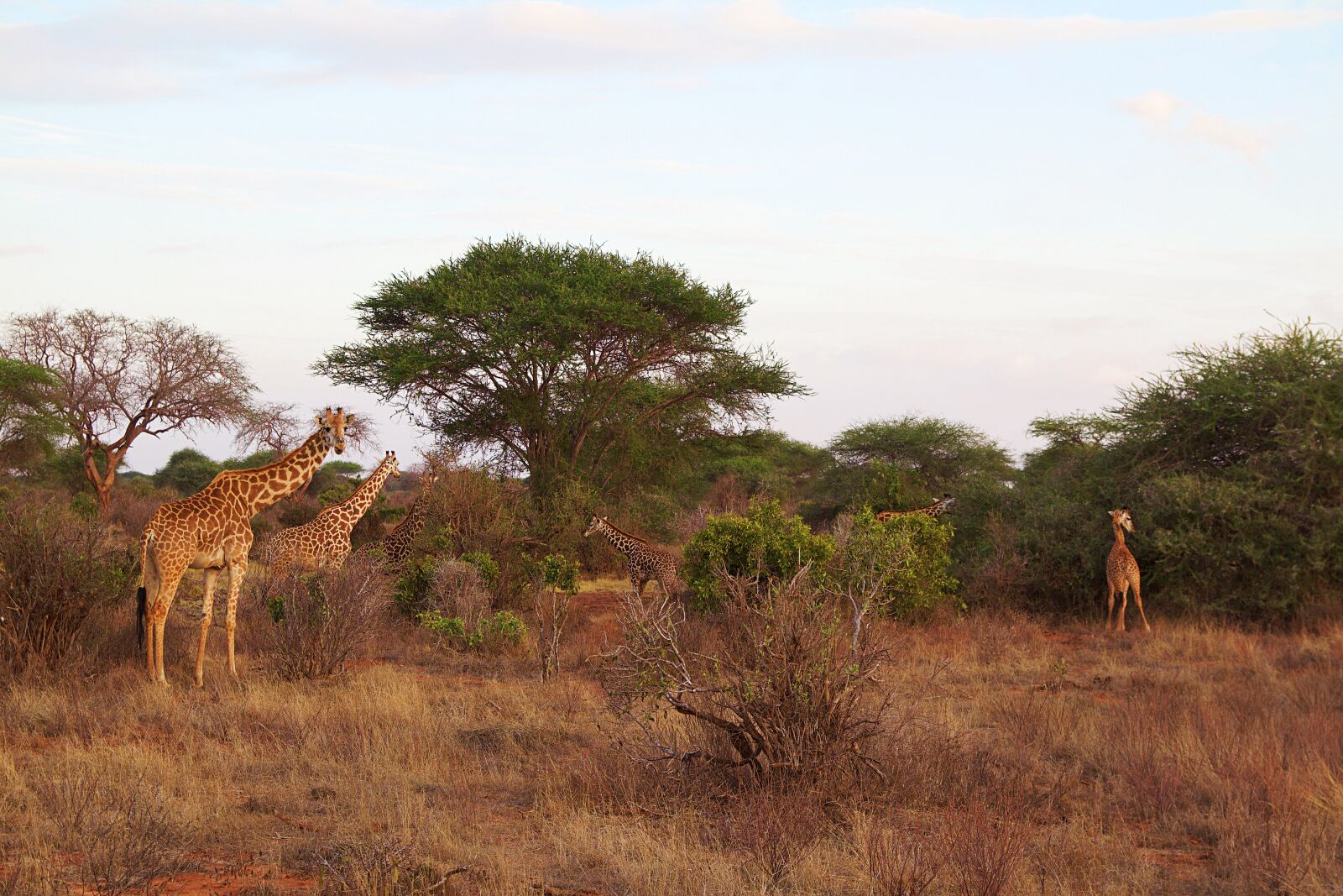 Canon EOS 600D (Rebel EOS T3i / EOS Kiss X5) sample photo. Africa, safari, tsavo photography
