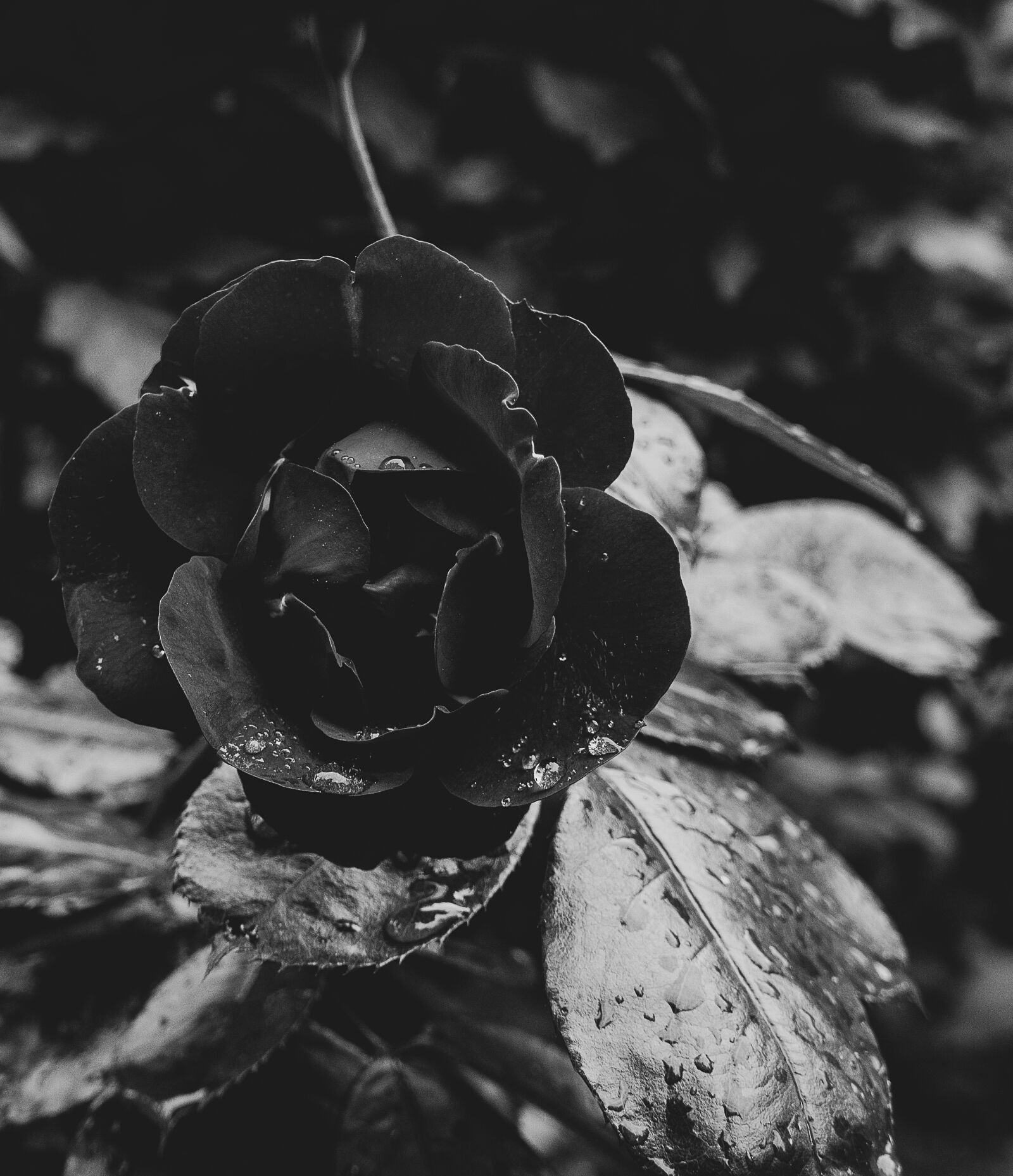 Sony Alpha NEX-3 + Sony E 18-55mm F3.5-5.6 OSS sample photo. Garden, roses, love photography