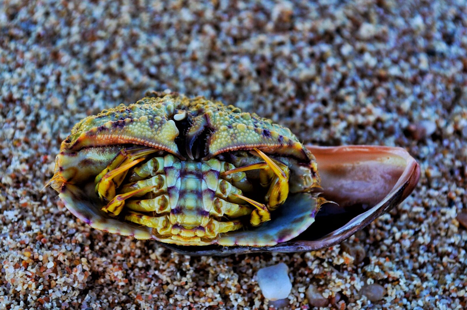 Nikon D3200 sample photo. Sand, crab, beach photography