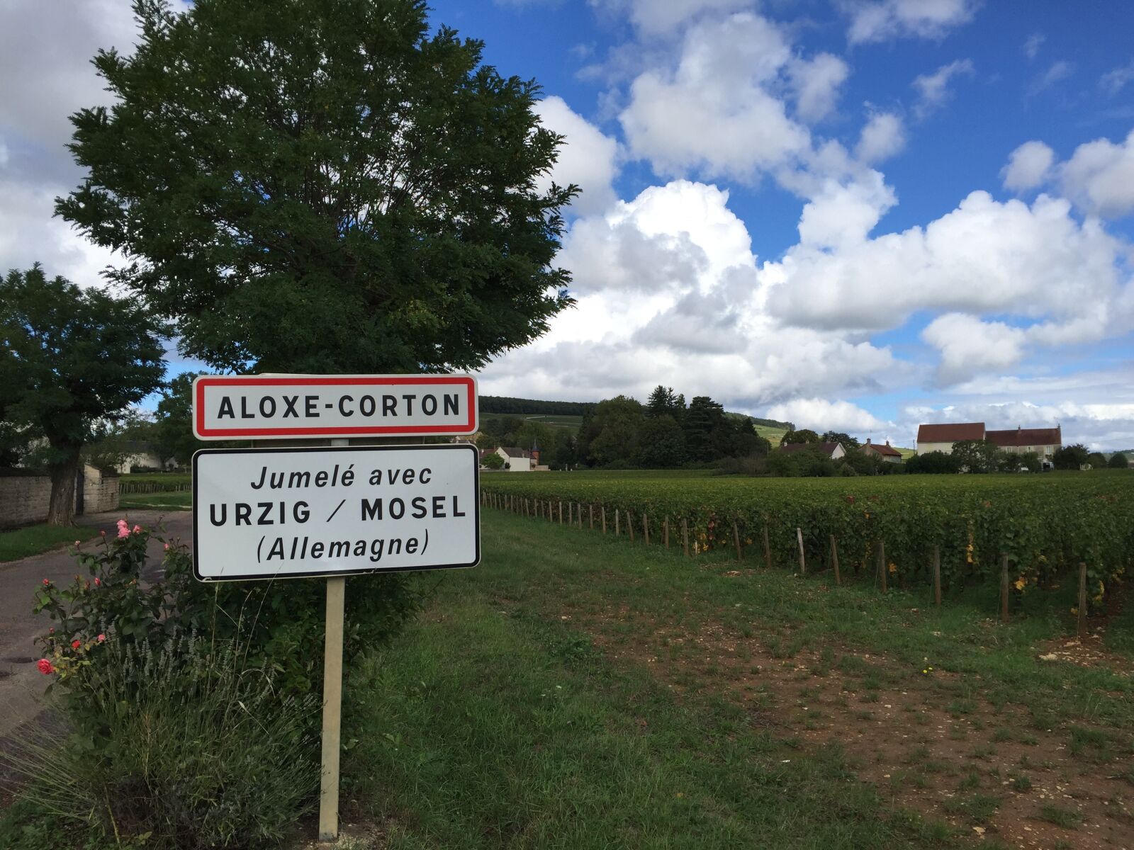 Apple iPhone 6 sample photo. Burgundy, wine, corton photography