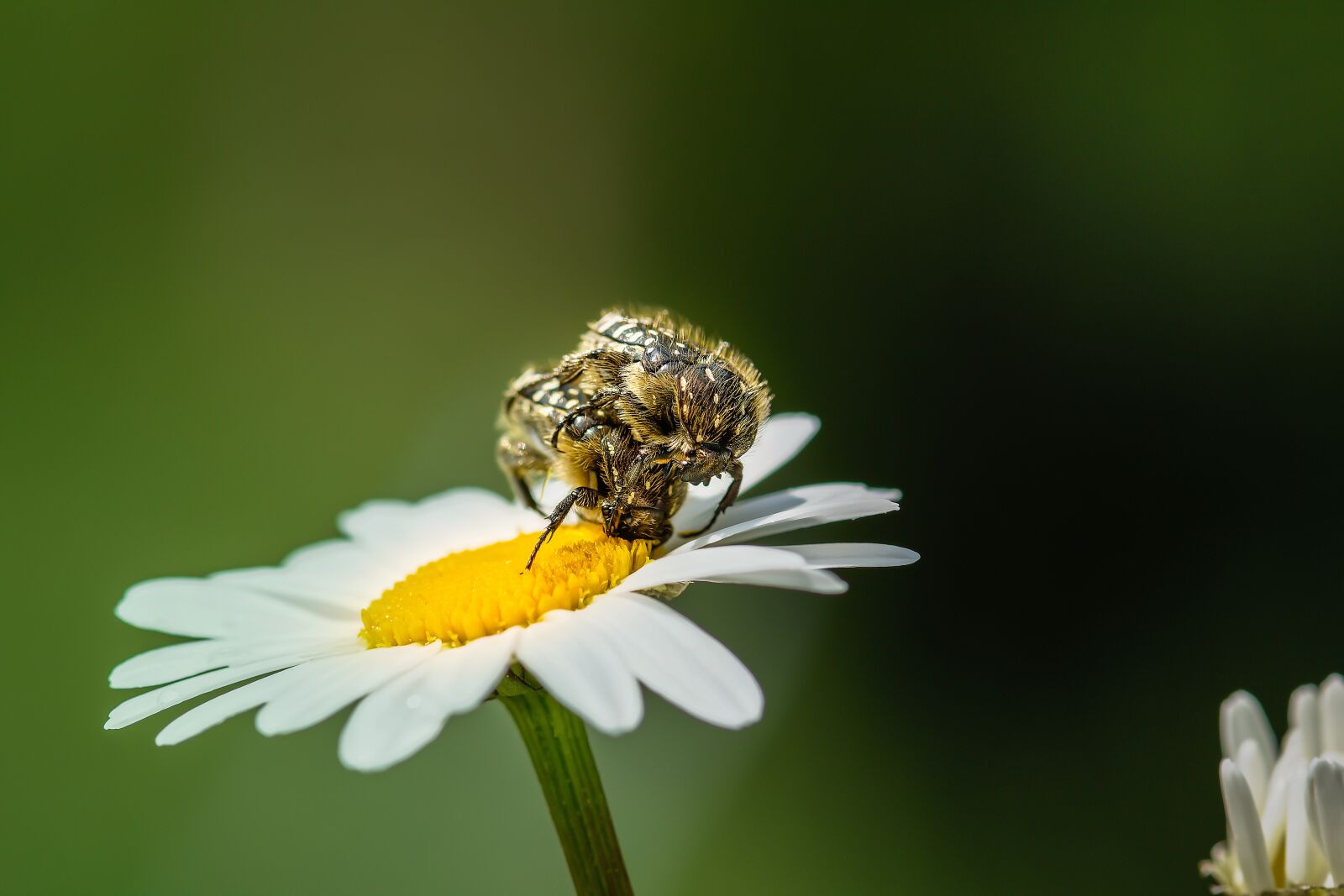 Nikon D7200 sample photo. Grief rose beetle, insect photography