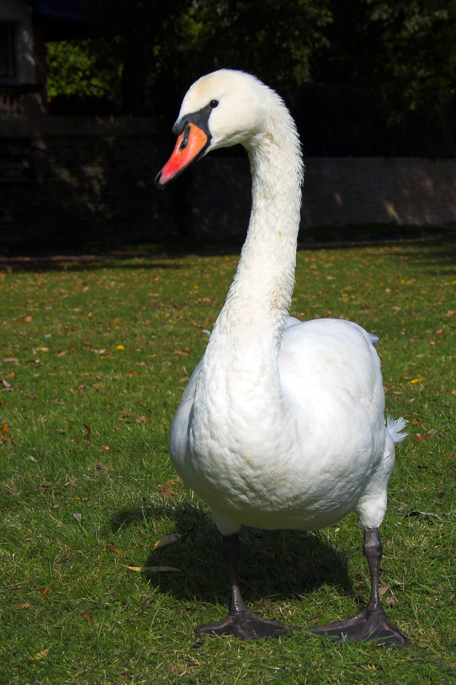 Canon EOS 350D (EOS Digital Rebel XT / EOS Kiss Digital N) sample photo. Swan, animal, water bird photography
