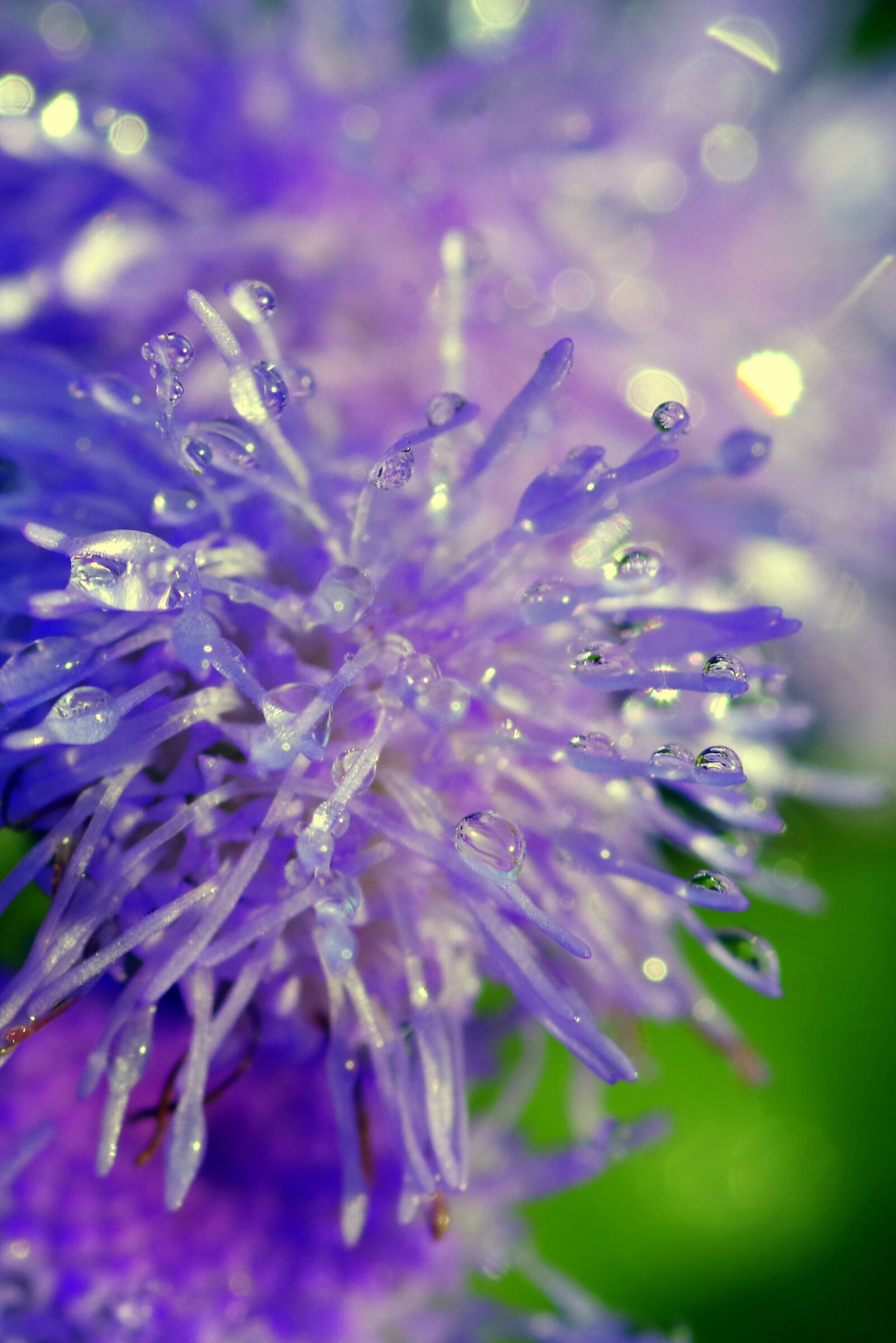 Pentax K-S2 sample photo. Flowers, drops, rosa photography