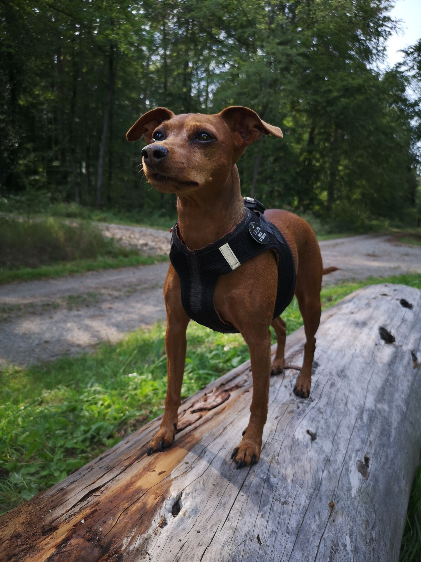 HUAWEI CLT-L29 sample photo. Miniature pinscher, dog, animal photography