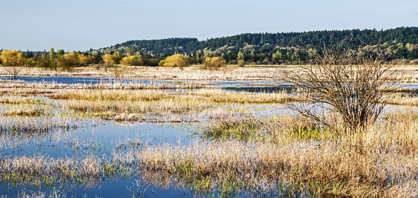 Nikon D80 sample photo. Morning in the wetlands photography
