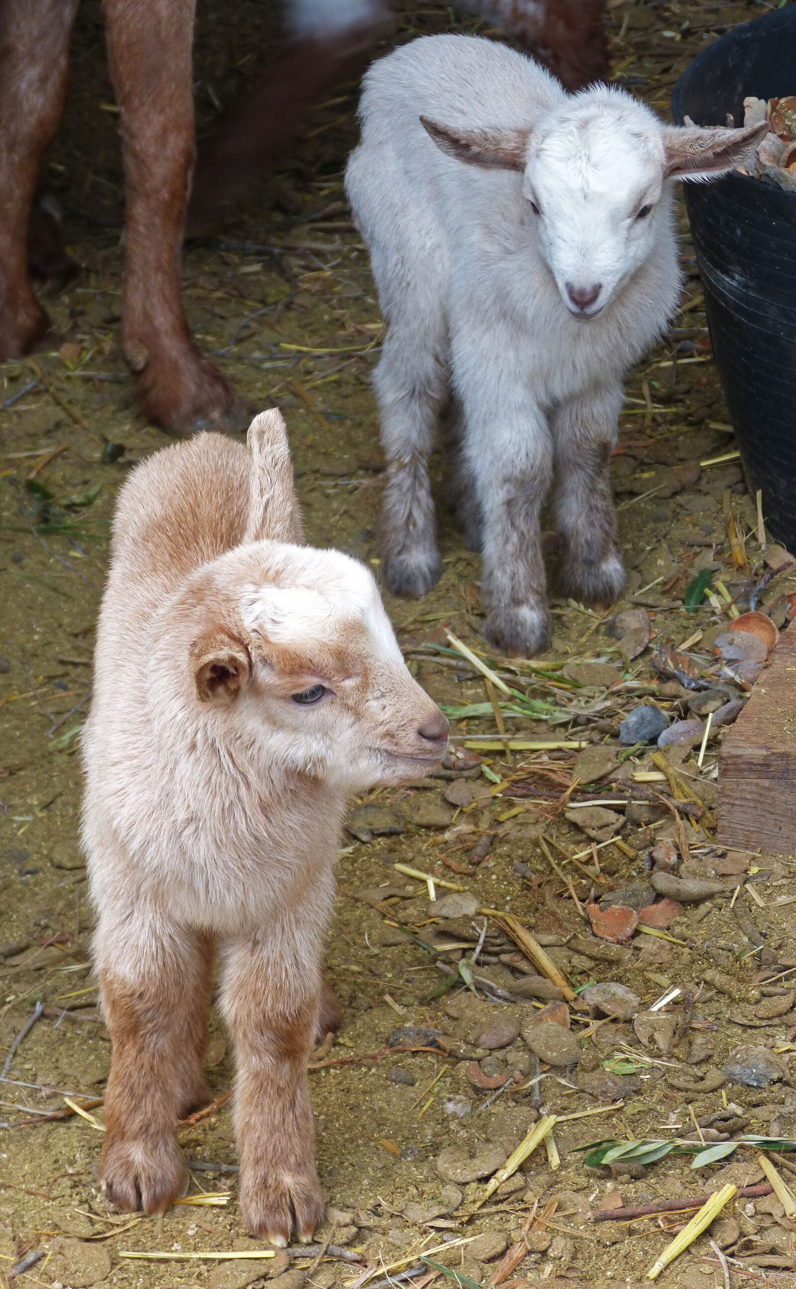 Panasonic DMC-FZ62 sample photo. Kids, newborn infants, goats photography