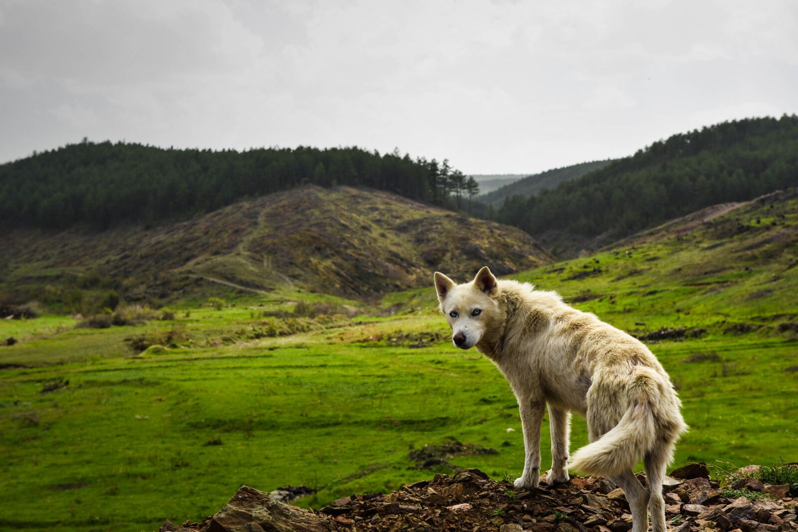 Nikon D750 sample photo. Nature, animal, wild photography