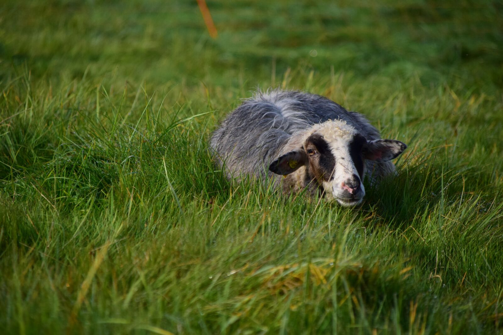 Nikon D3300 sample photo. Sheep, black, livestock photography
