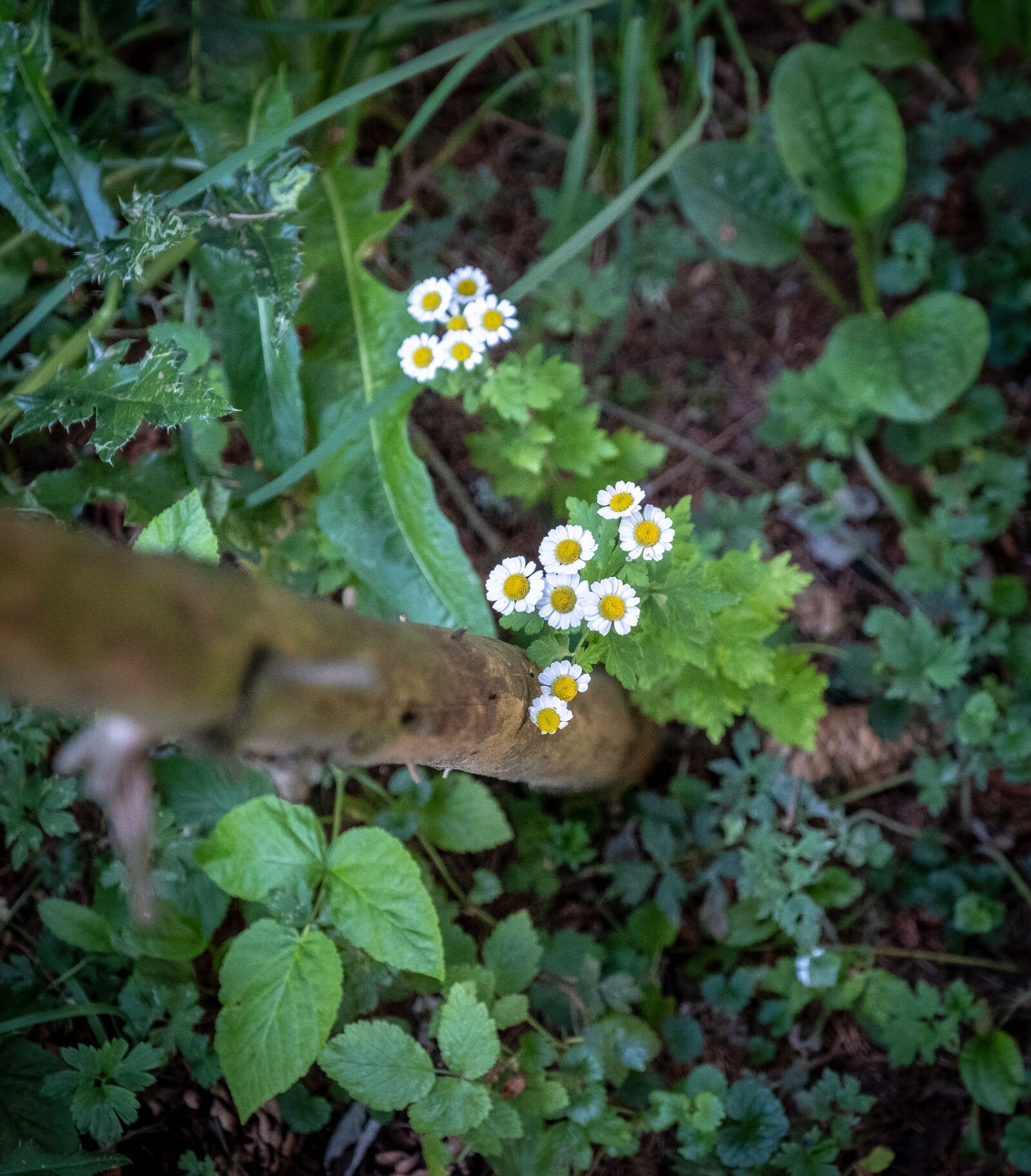 Fujifilm X-T2 sample photo. Daisy, daisies, nature photography