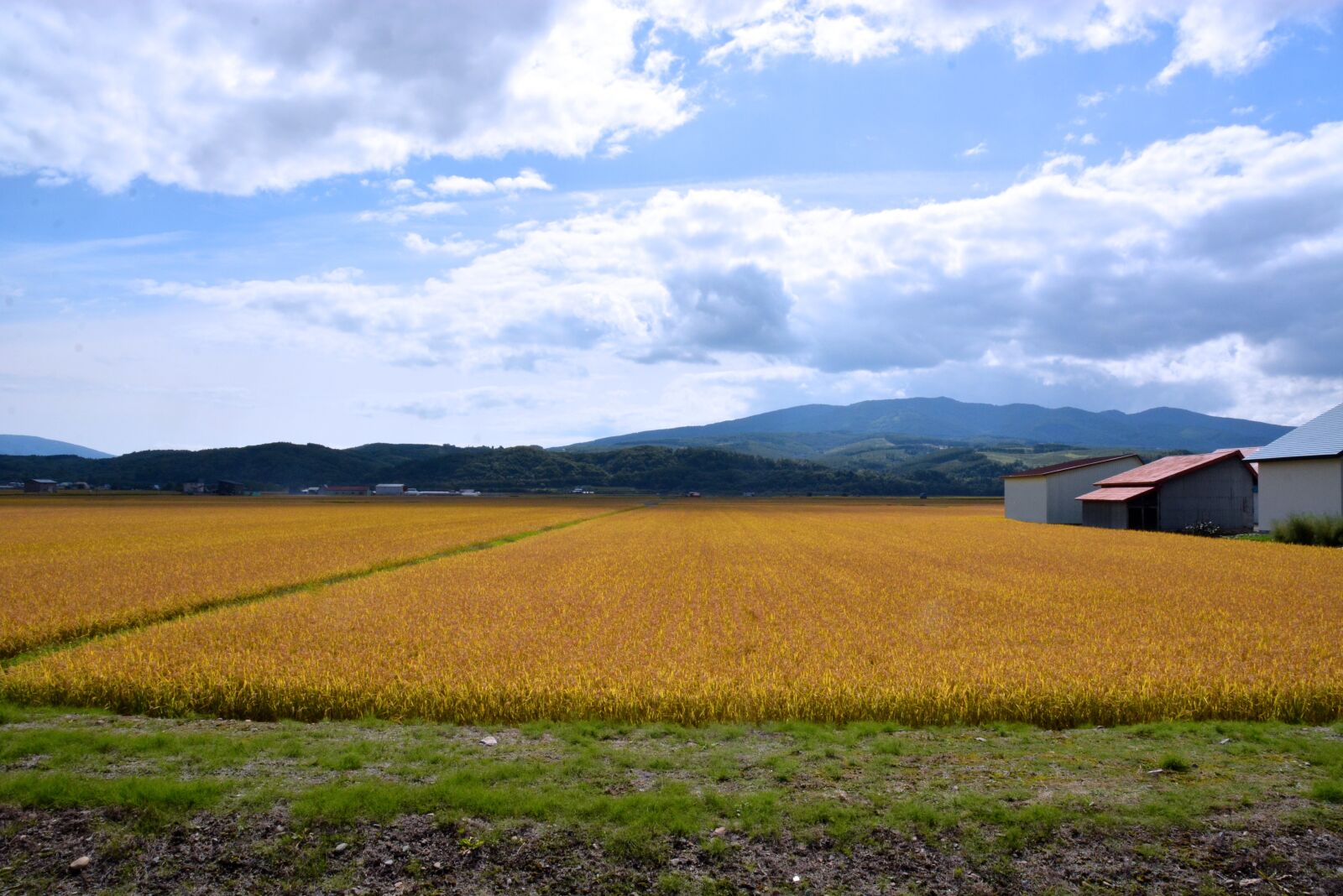 Nikon D7100 sample photo. The agricultural commercial companies photography