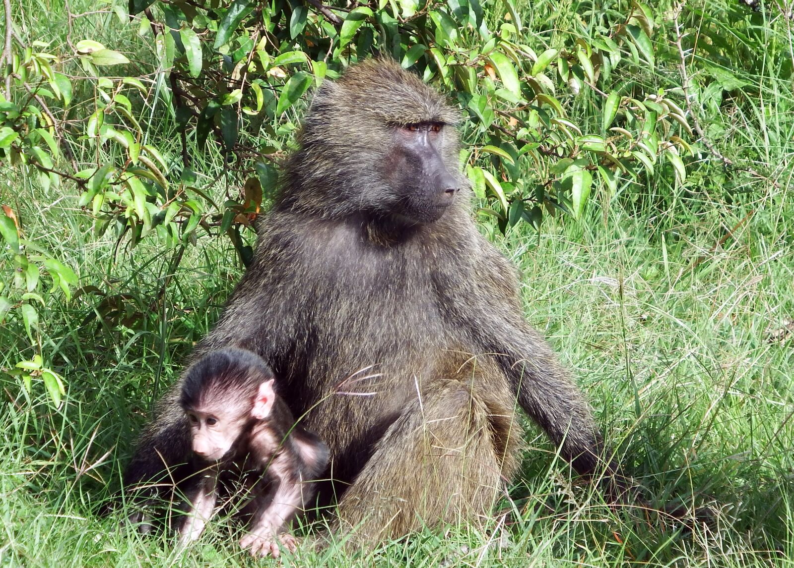 Fujifilm FinePix S1 sample photo. Monkey, baboon, baby photography