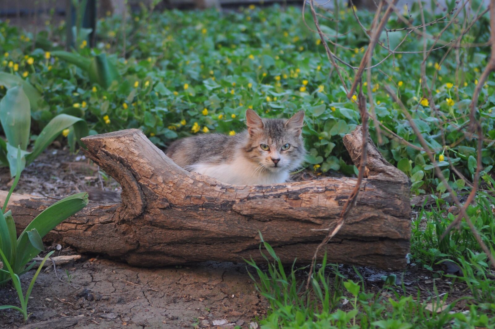 Nikon D90 sample photo. Cat, cat look, cat photography