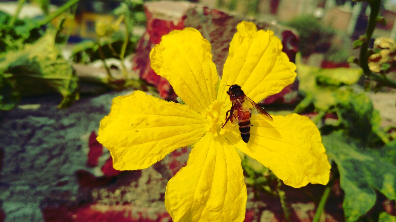 Xiaomi Redmi 3S sample photo. Bee, color, colors, fly photography