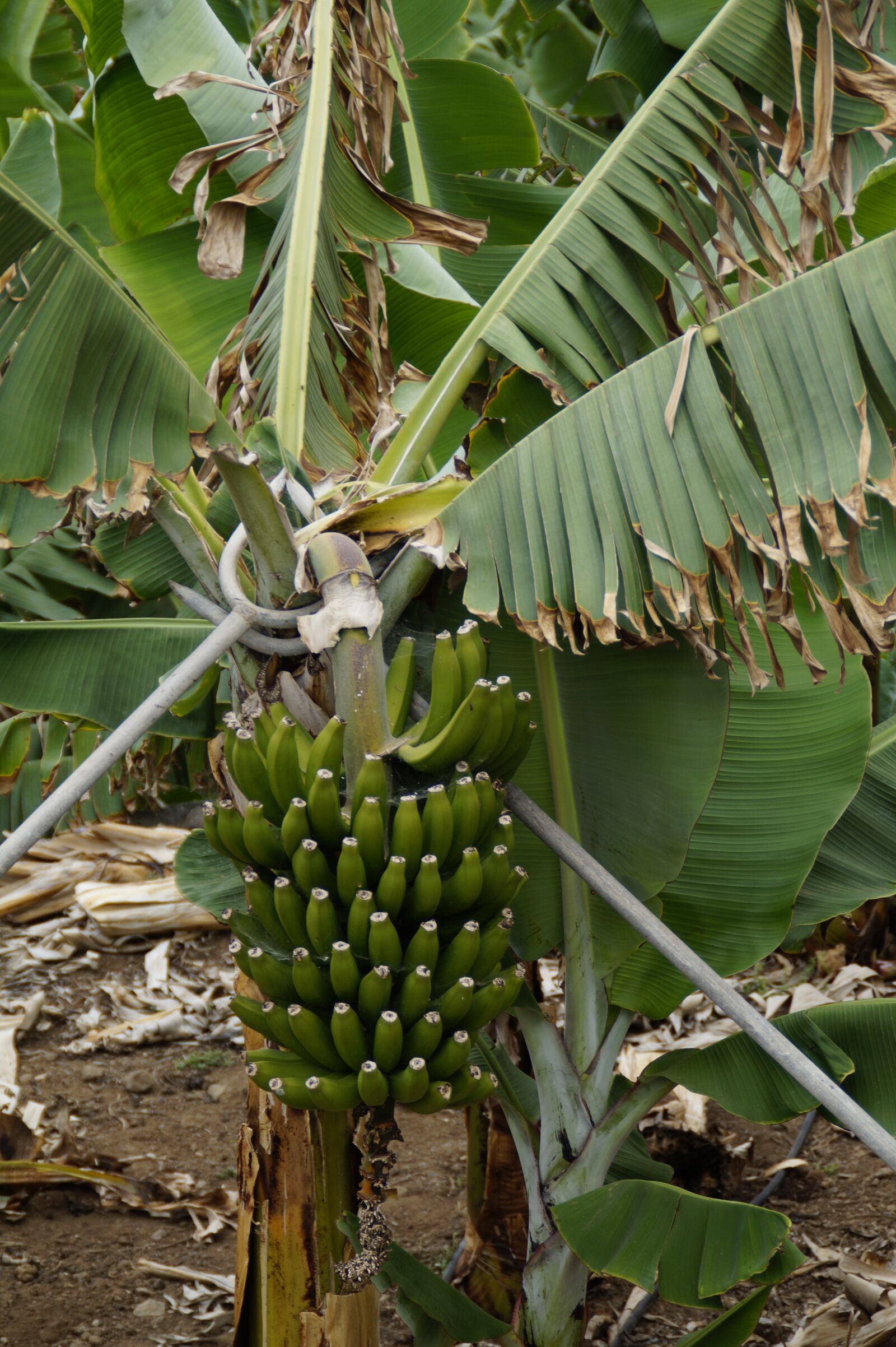 Sony SLT-A58 sample photo. Bananas, banana shrub, banana photography