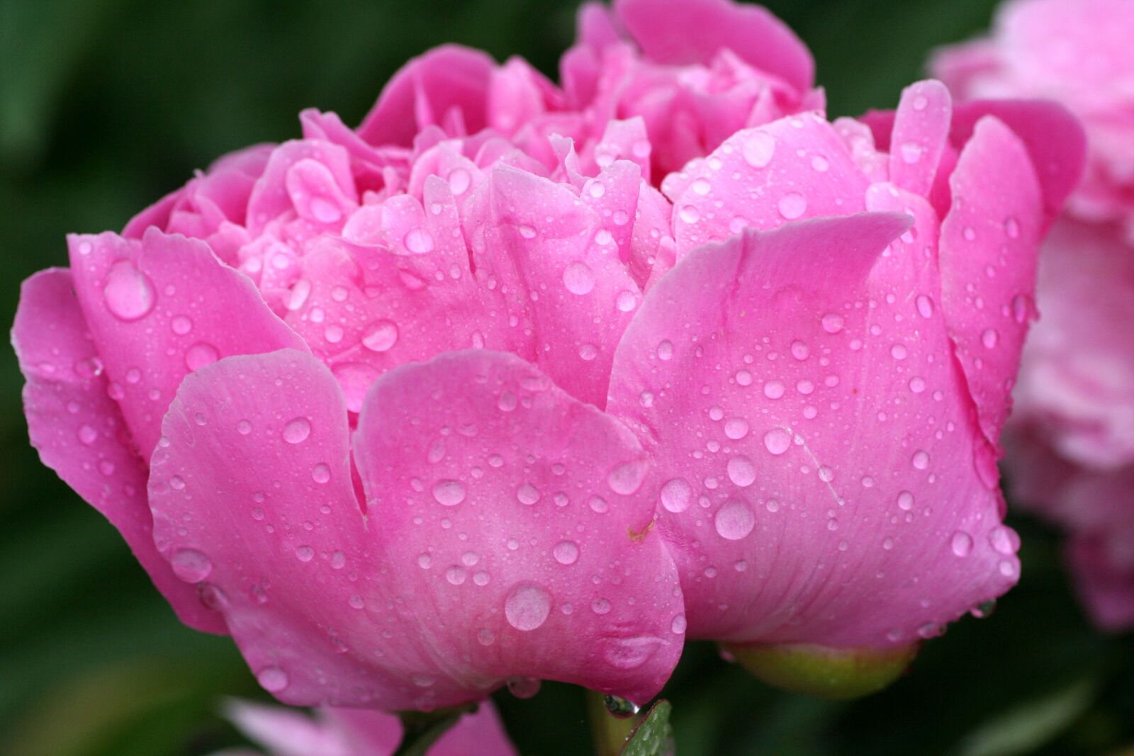Canon EOS 350D (EOS Digital Rebel XT / EOS Kiss Digital N) sample photo. Flower, peony, pink photography