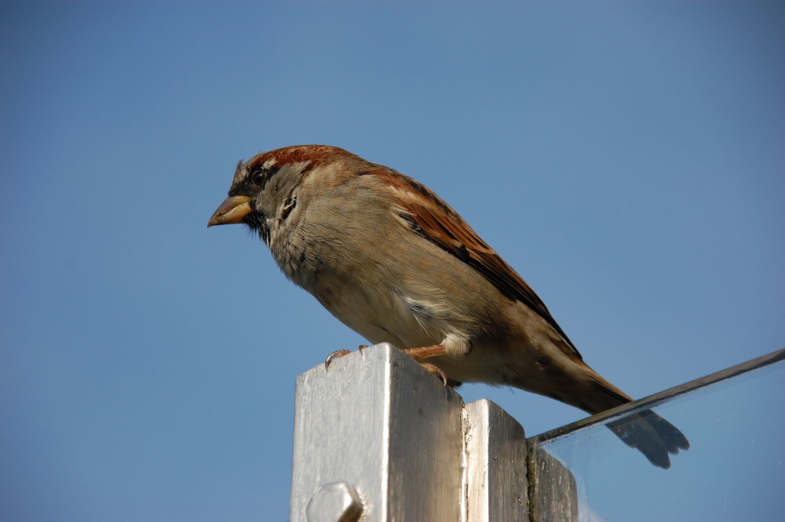 Nikon D40 sample photo. Bird, animal world, animal photography