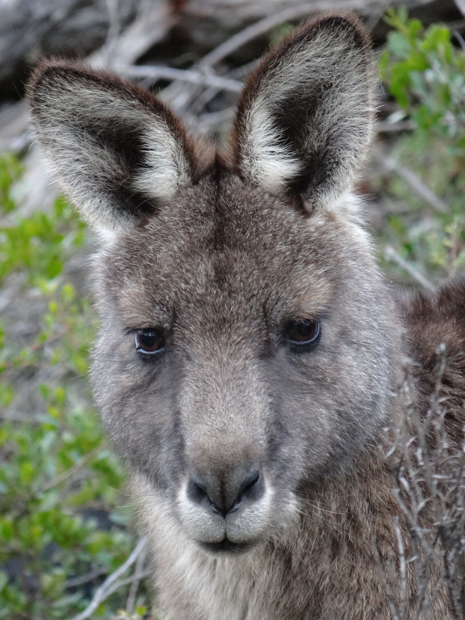 Sony DSC-HX200V sample photo. Kangaroo, face, marsupial photography