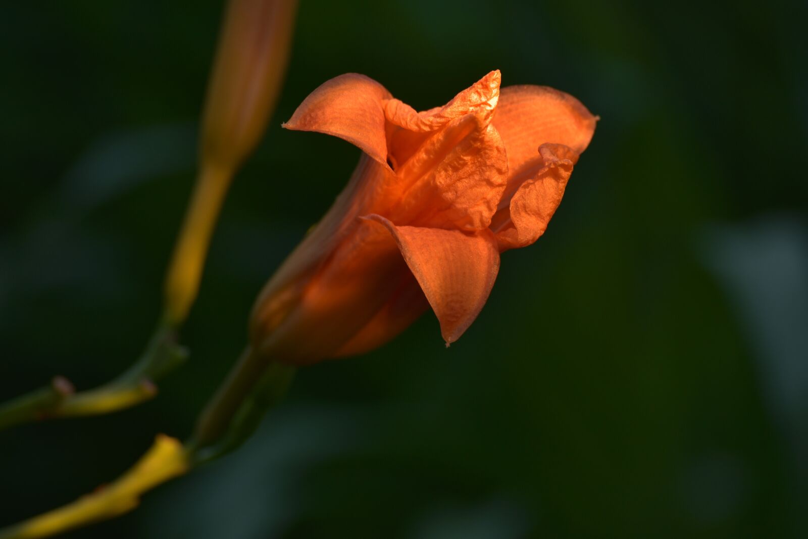 Nikon D5500 sample photo. Flower, red, nature photography
