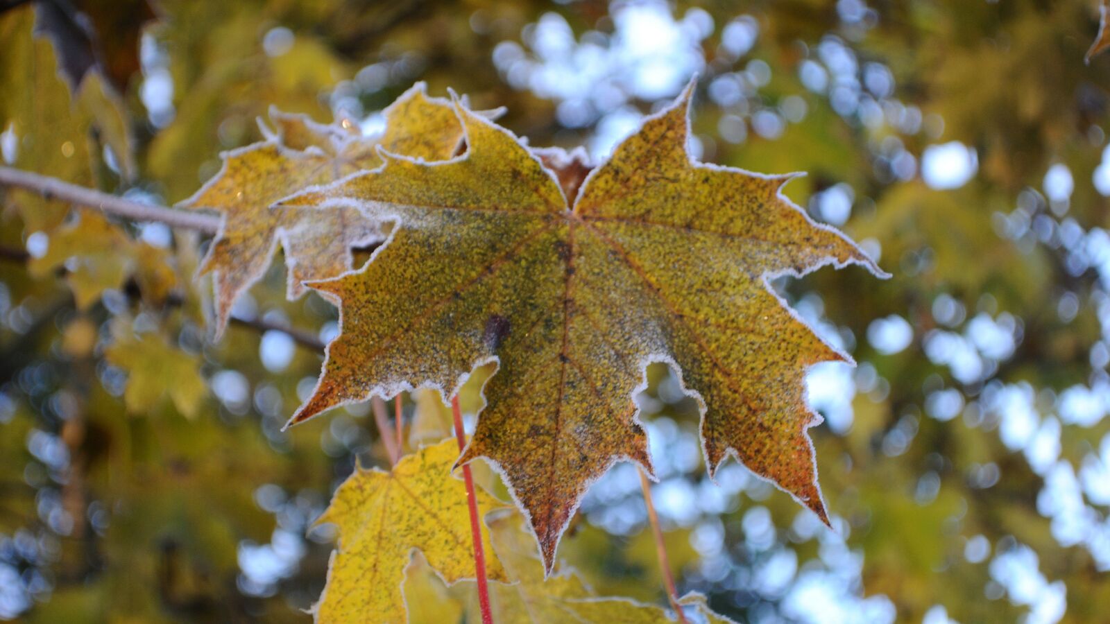 Nikon D3000 sample photo. Autumn, leaf, leaves photography