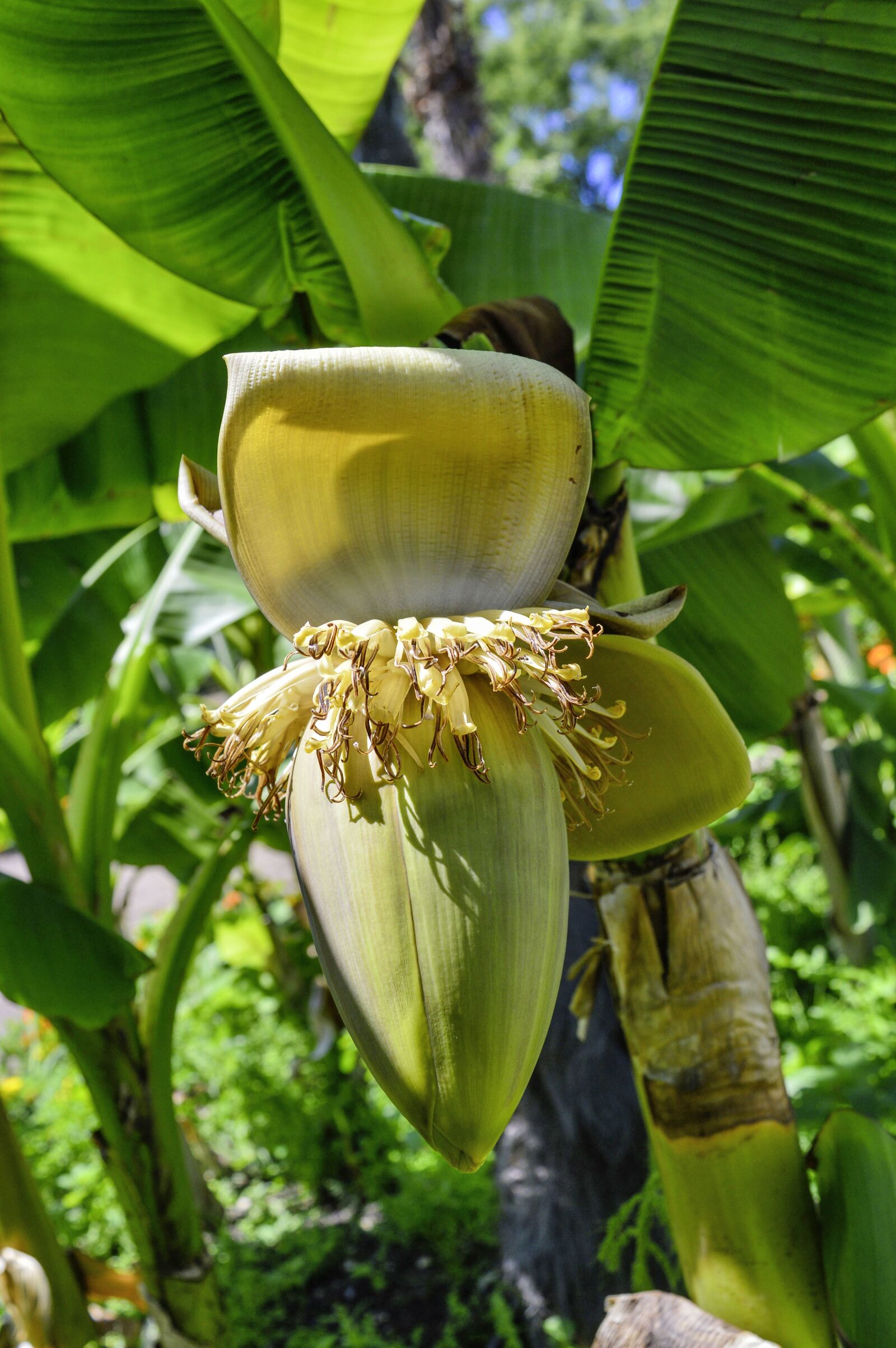 Nikon D3200 sample photo. Fiber banana, banana, blossom photography