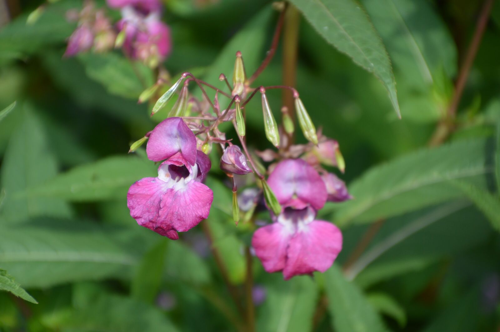 Nikon D3200 sample photo. Wild flower, bloom, summer photography
