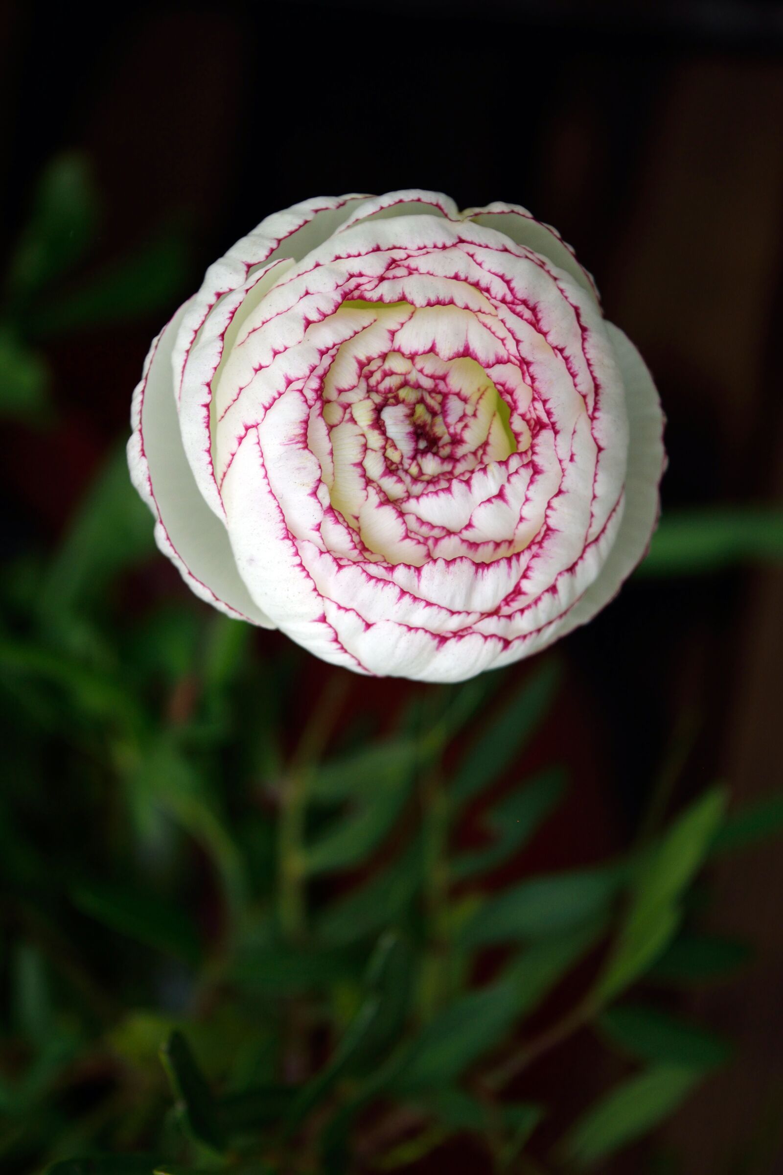 Nikon D3300 sample photo. Spring, flower, garden photography