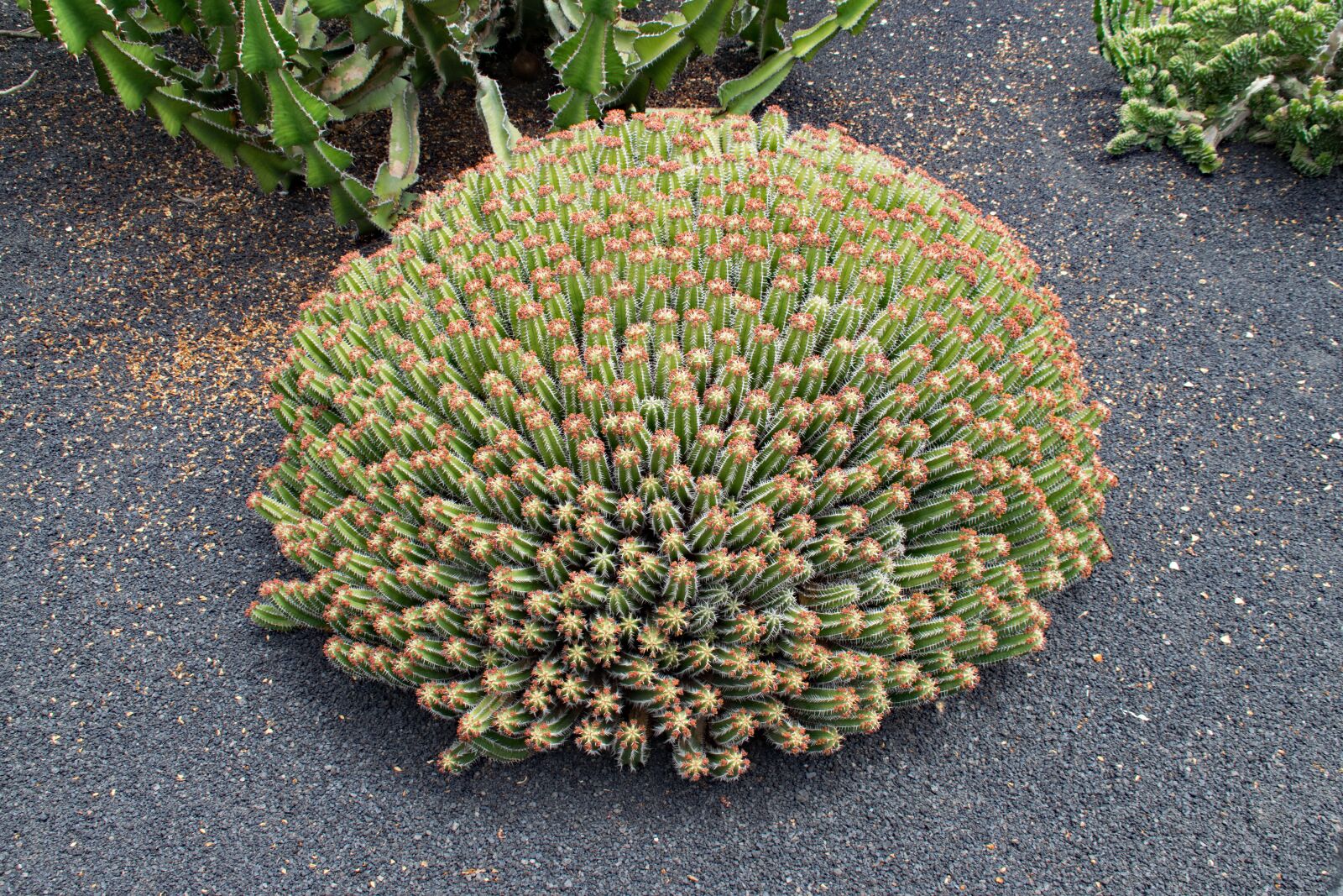 Nikon D5300 sample photo. Jardin de cactus, cactus photography